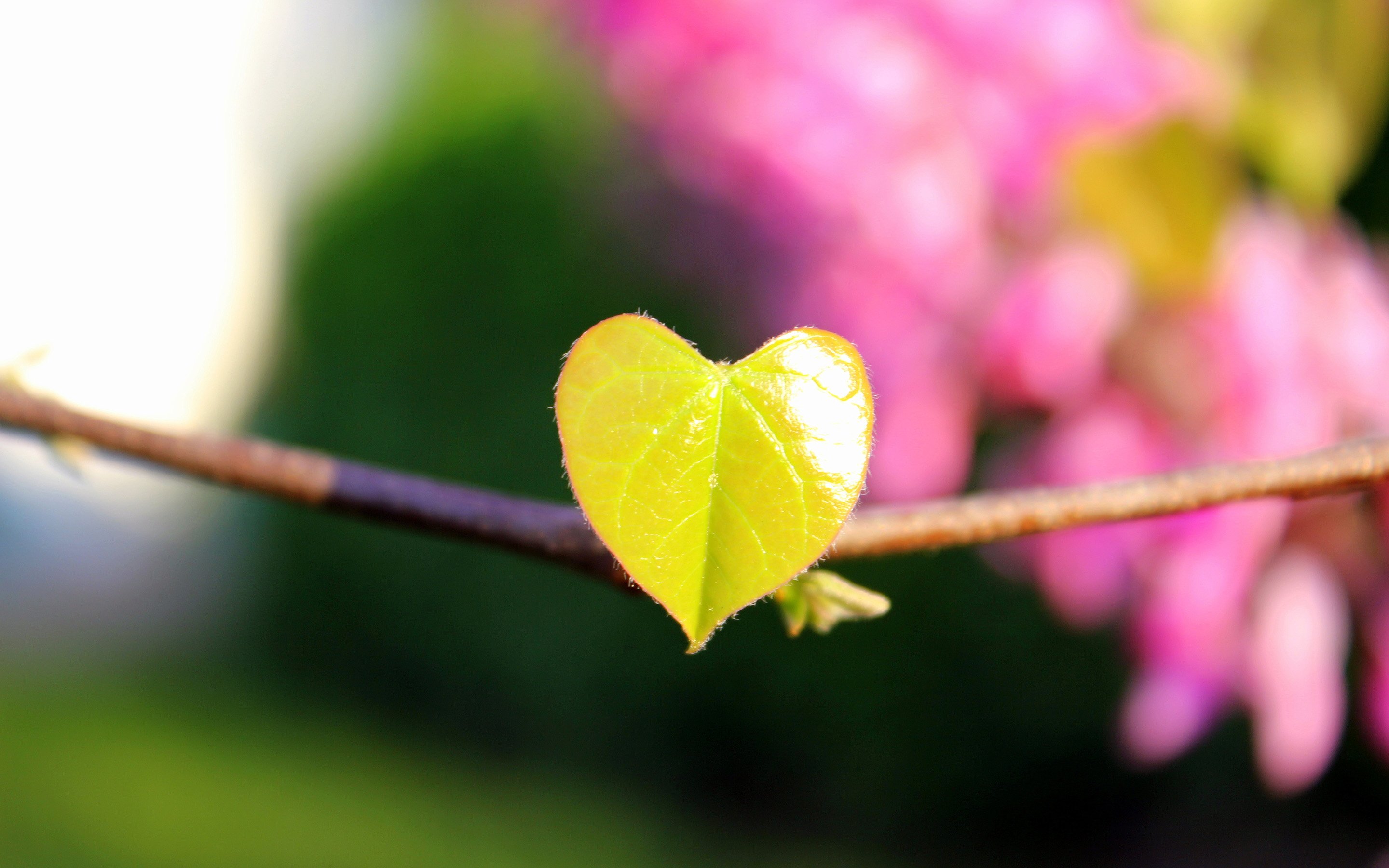 叶子,心,浪漫,春天,发芽