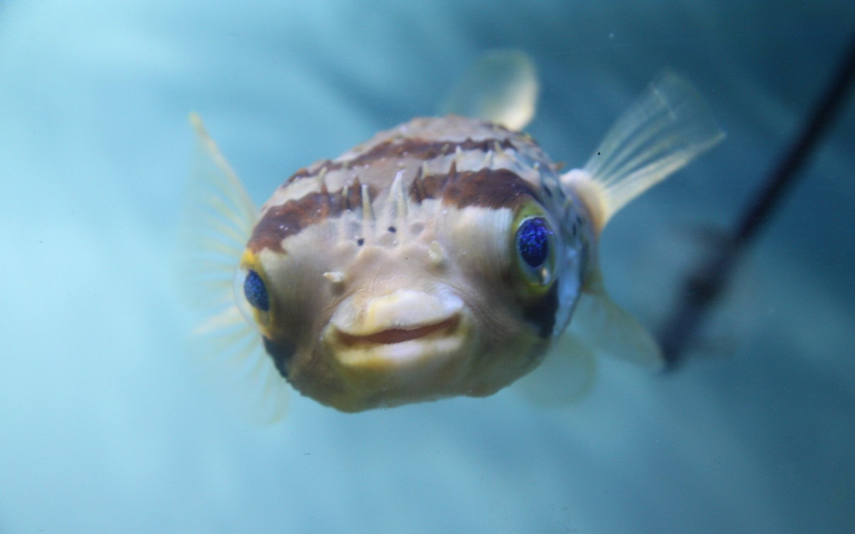 动物,海底世界,海洋生物