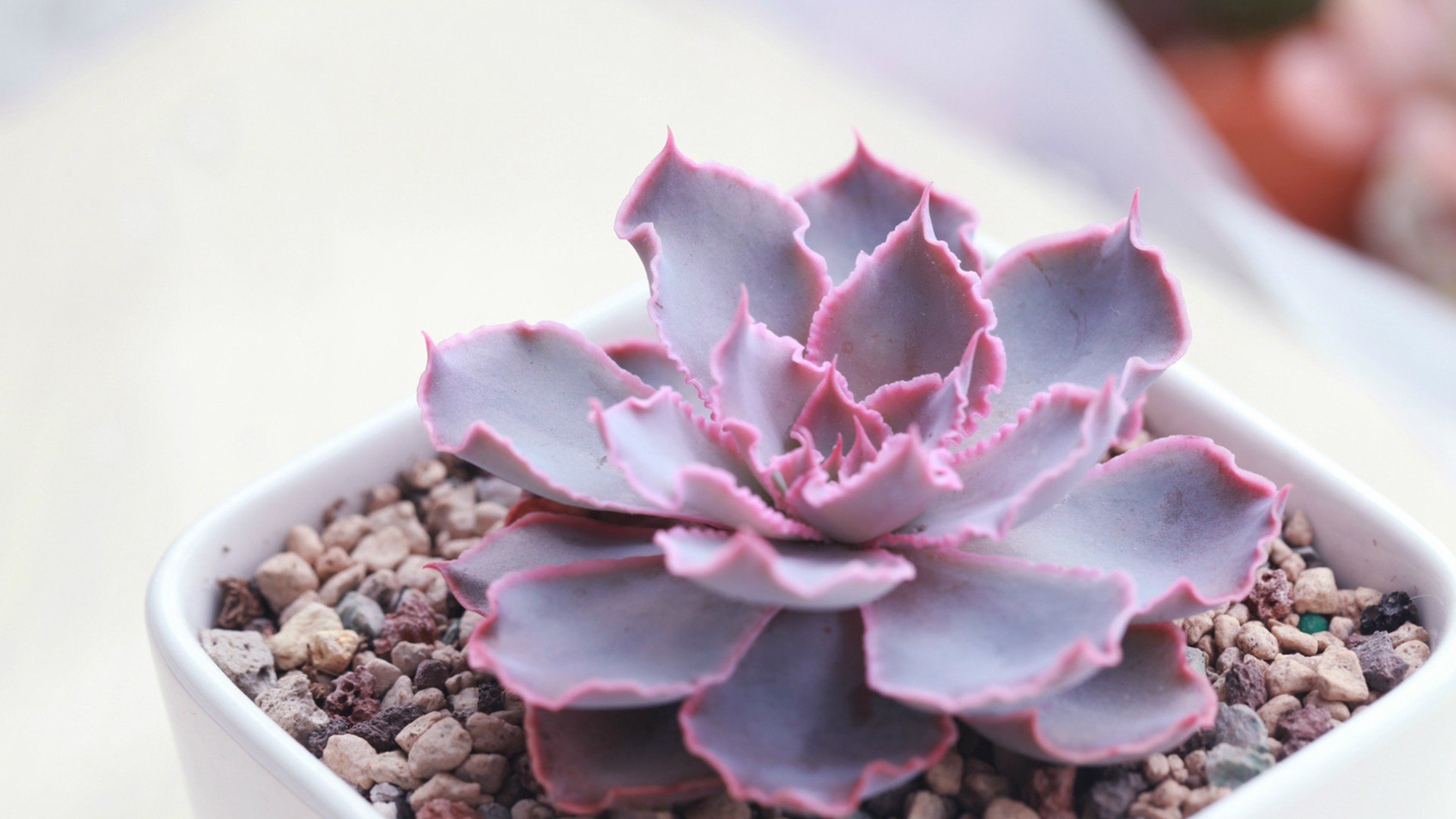 小清新,温暖,干净,安静,唯美,静物,物语,时光,多肉,植物,可爱