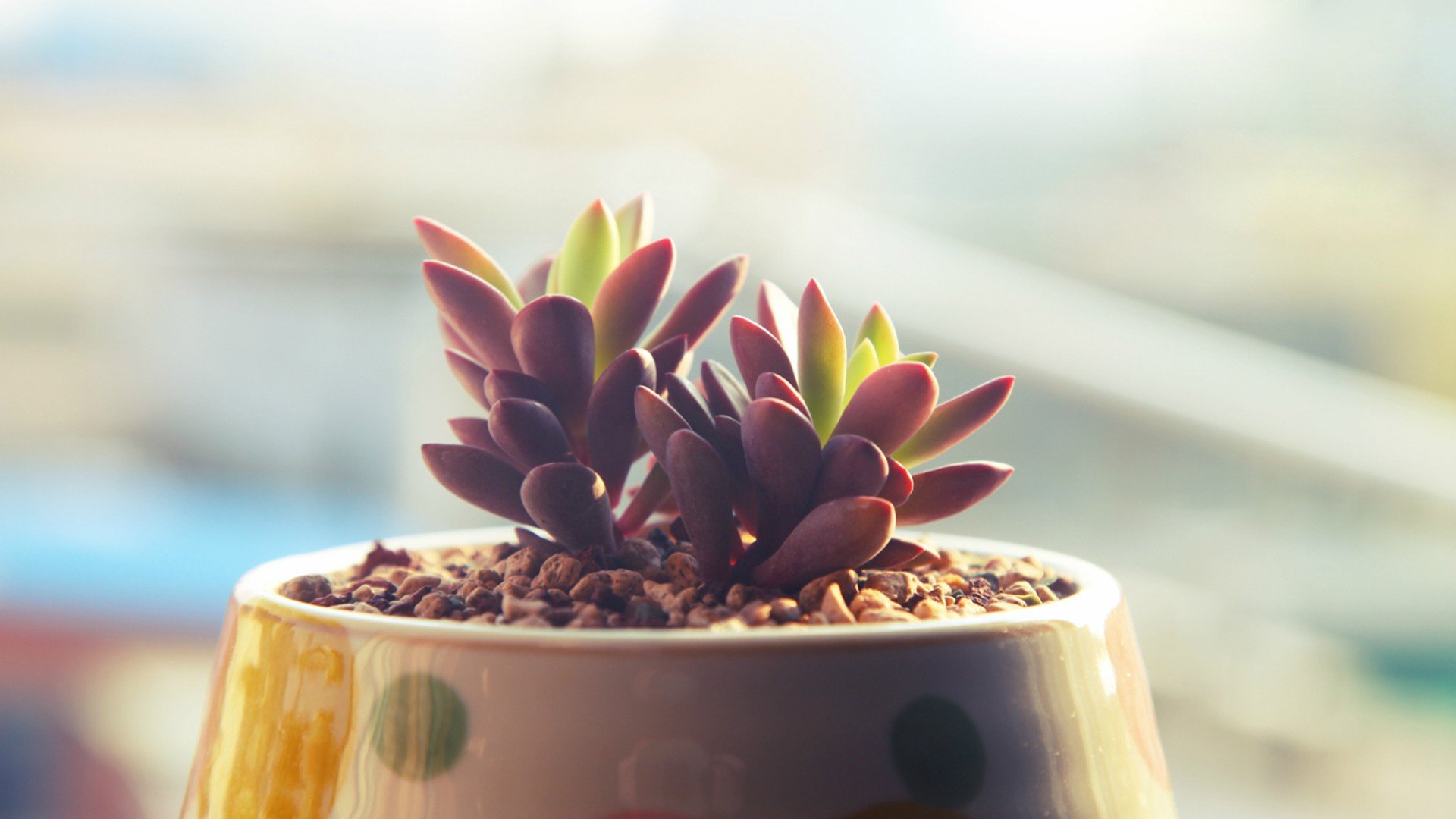 小清新,温暖,干净,安静,唯美,静物,物语,时光,多肉,植物,可爱