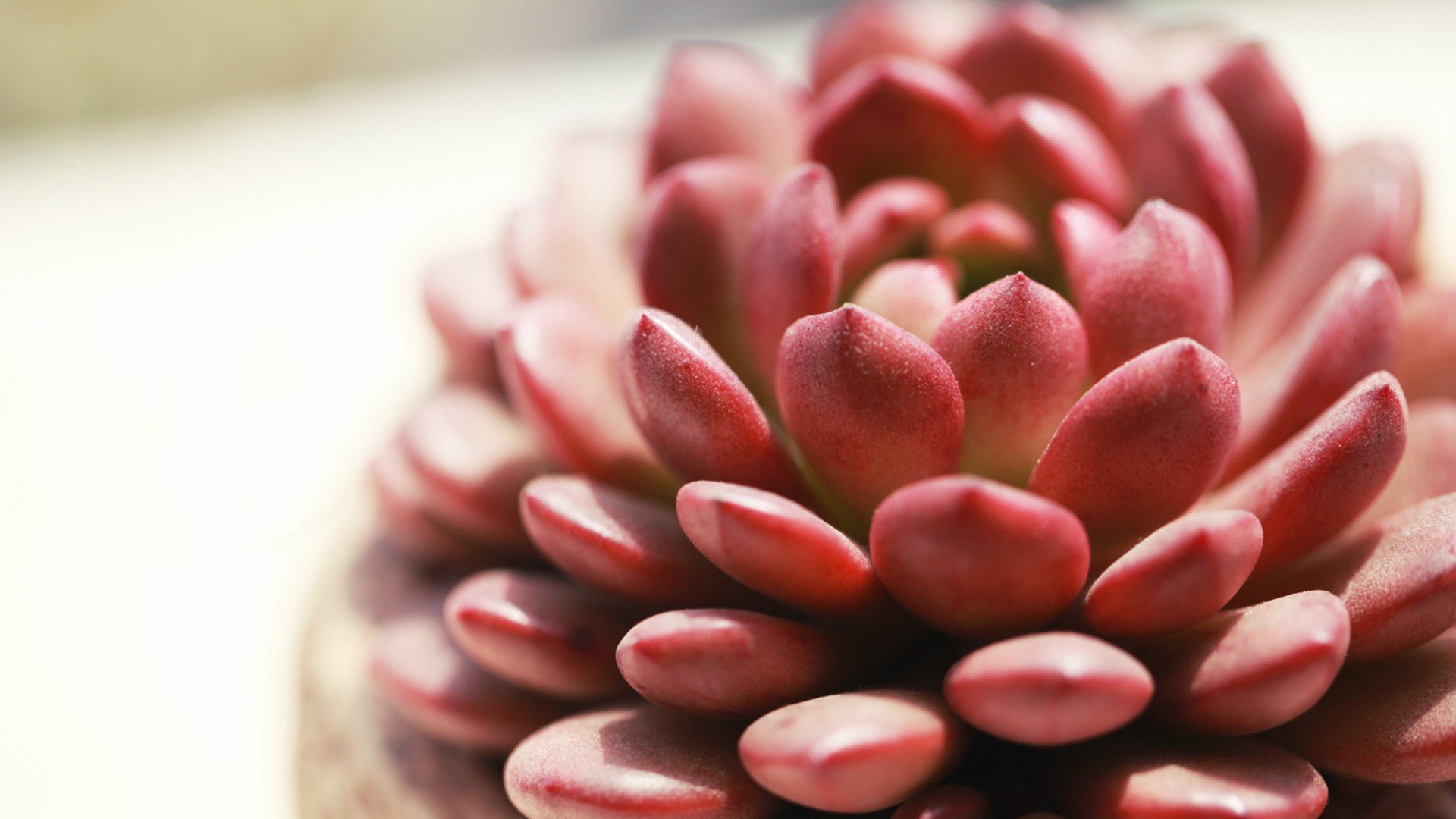 小清新,温暖,干净,安静,唯美,静物,物语,时光,多肉,植物,可爱