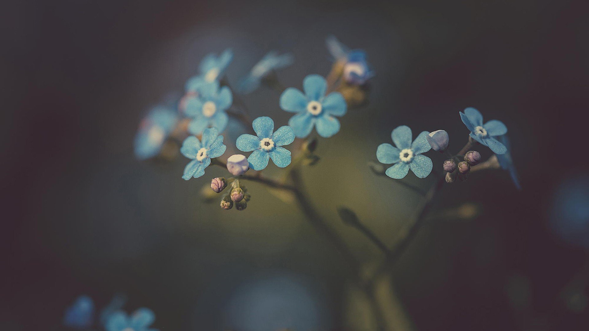 小清新,温暖,干净,安静,唯美,静物,物语,时光,花,清新淡雅,鸟语花香