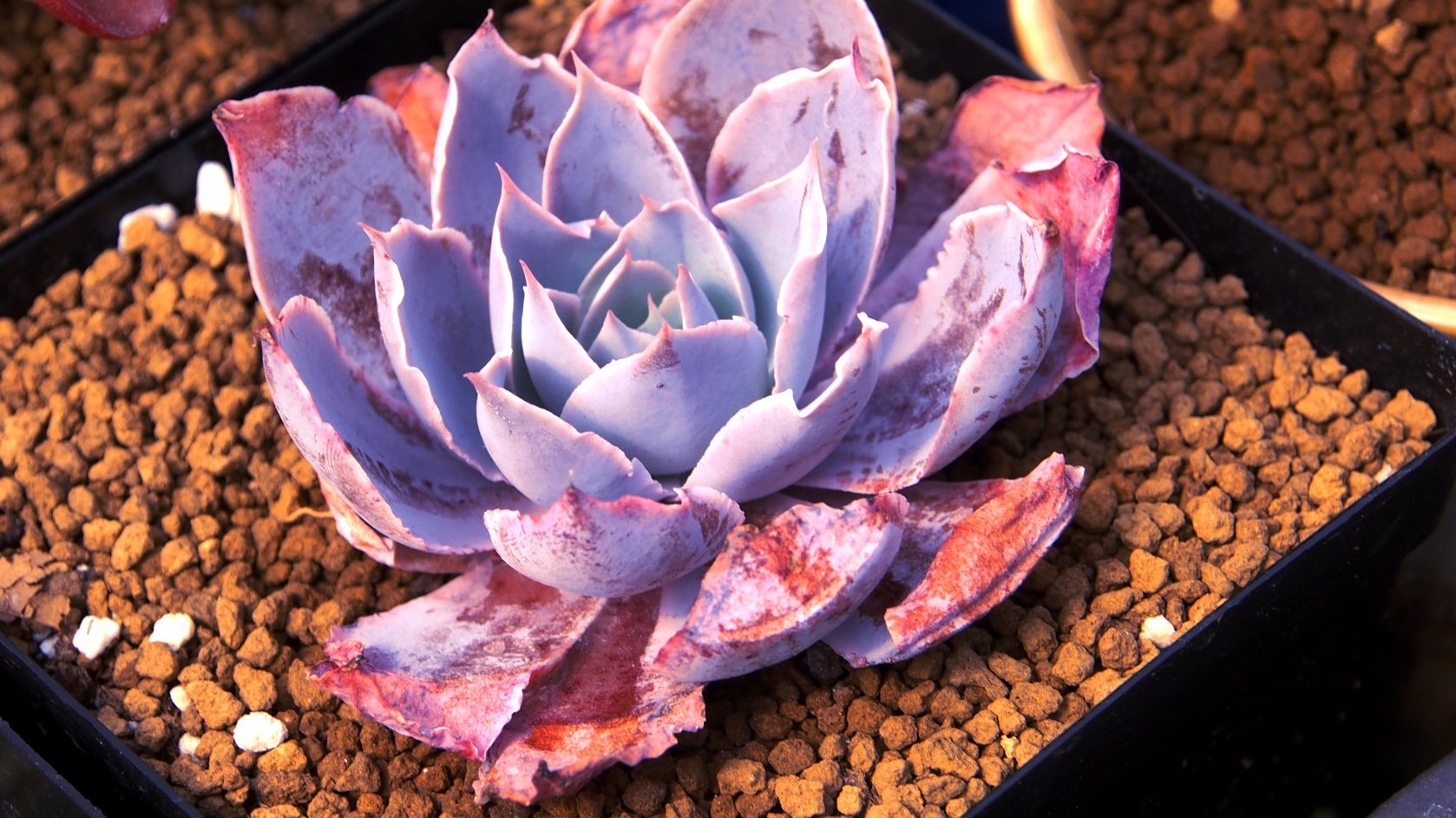 小清新,温暖,干净,安静,唯美,静物,物语,时光,多肉,植物,可爱