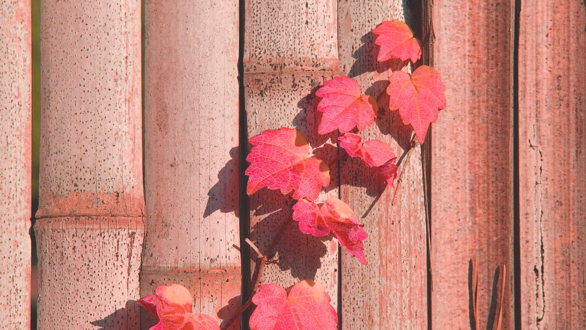 小清新,温暖,干净,安静,唯美,静物,物语,时光,清新淡雅,宁静安详