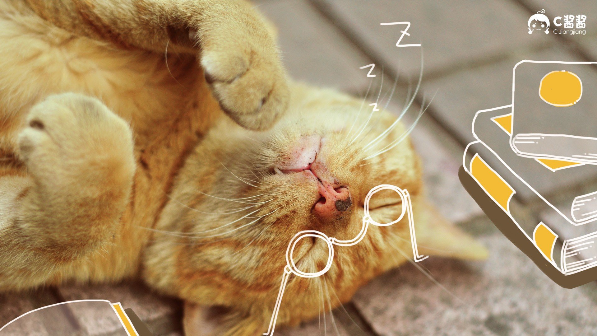 萌宠,猫,喵星人,C酱酱