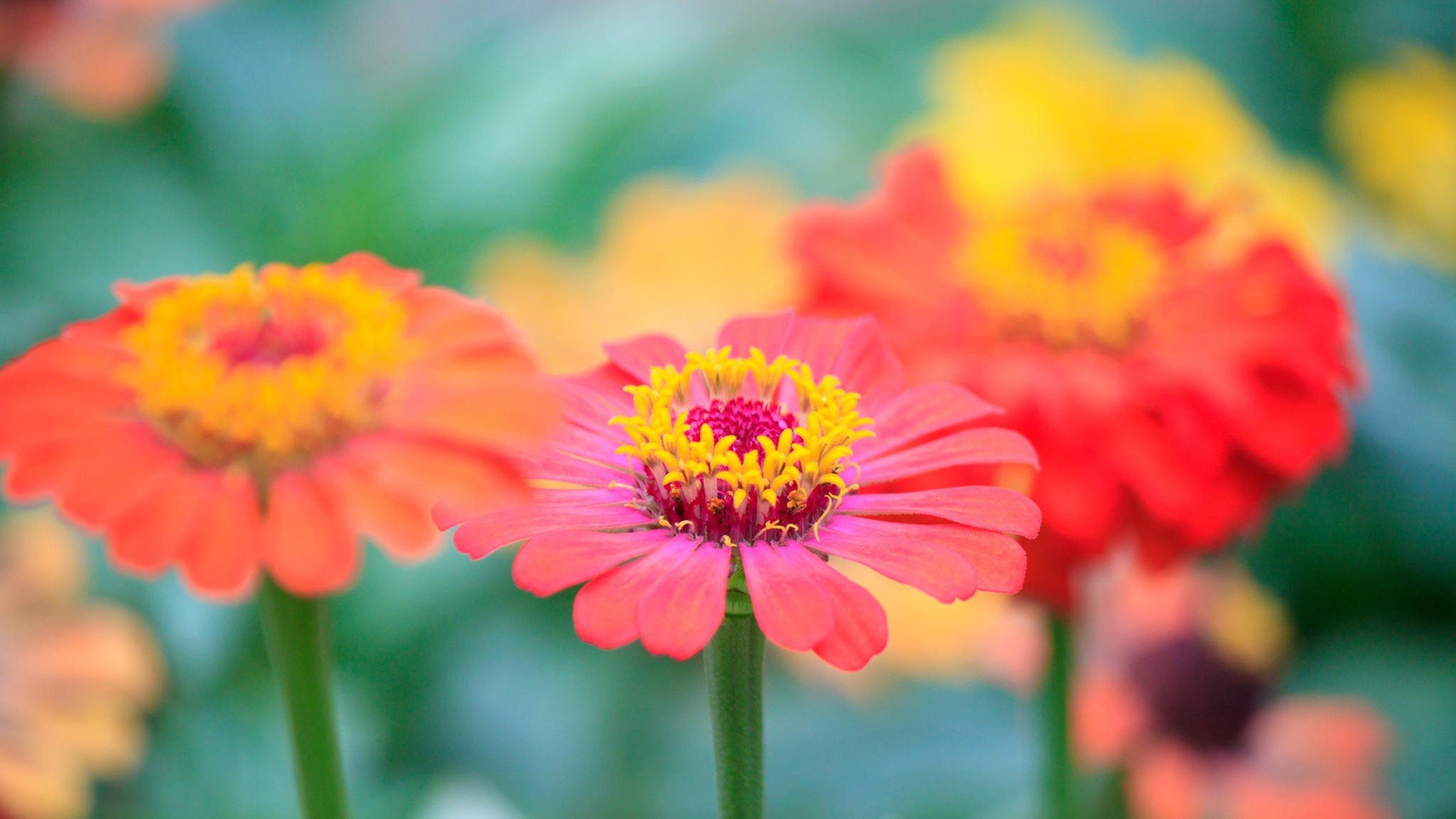 小清新,温暖,干净,安静,唯美,静物,物语,时光,花,清新淡雅,鸟语花香