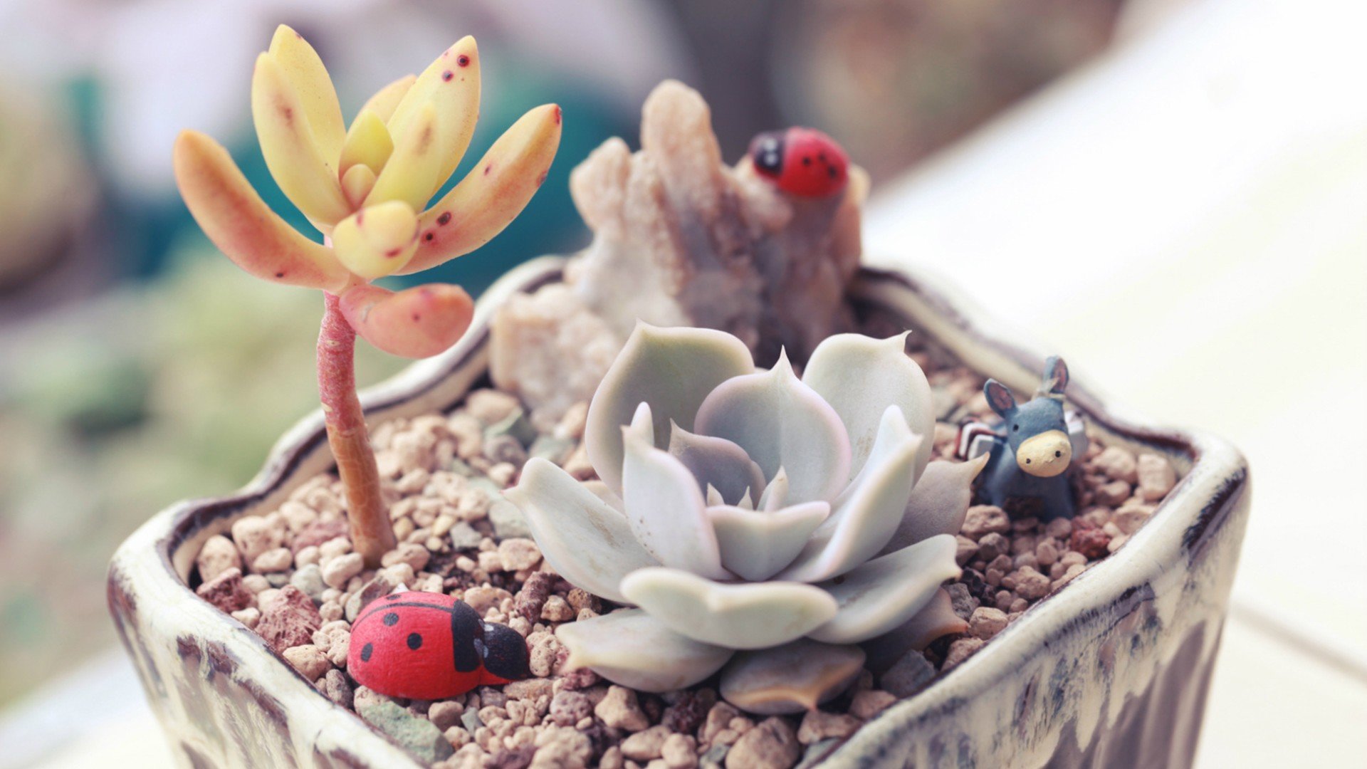 小清新,温暖,干净,安静,唯美,静物,物语,时光,多肉,植物,可爱