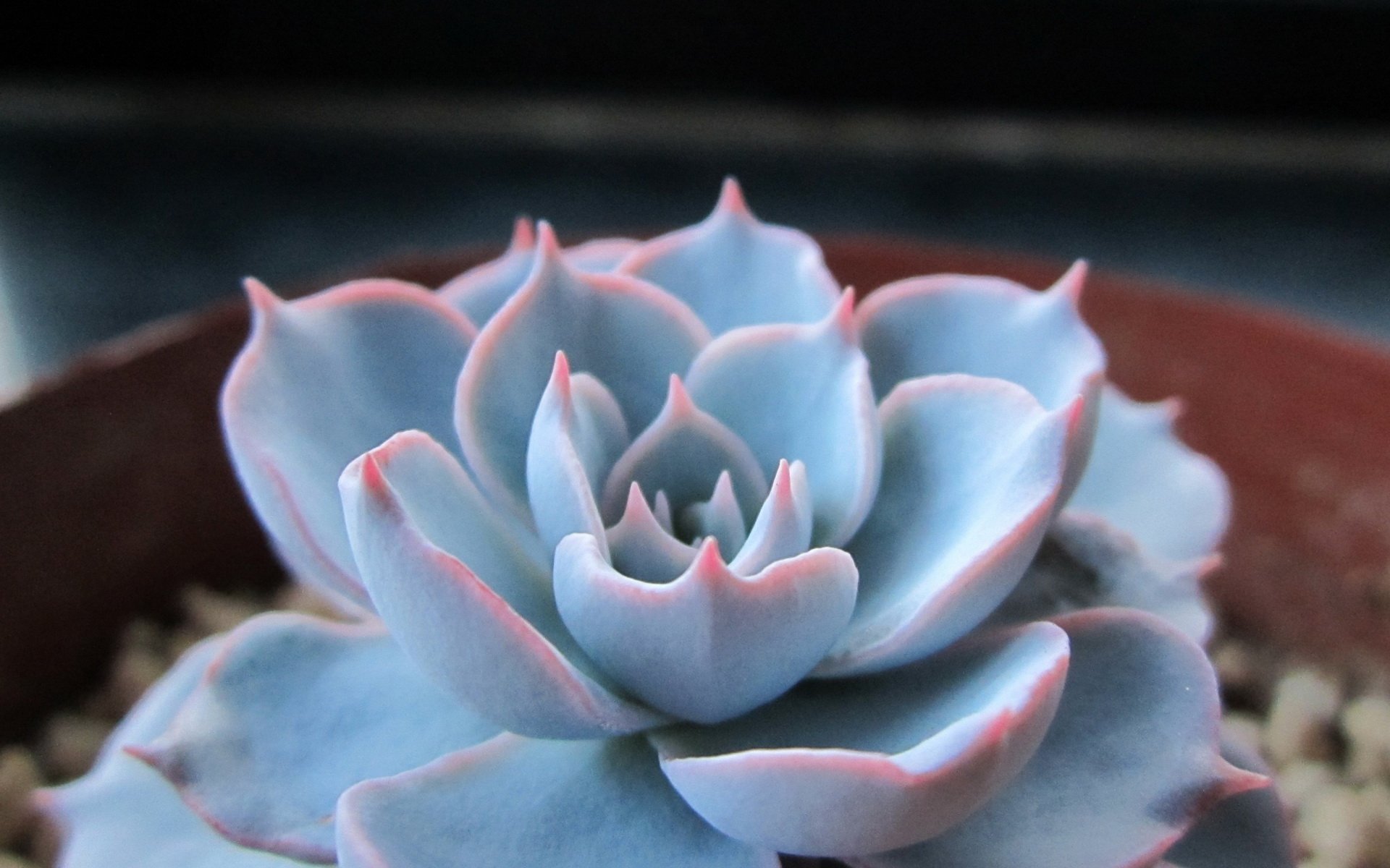 小清新,温暖,干净,安静,唯美,静物,物语,时光,多肉,植物,可爱