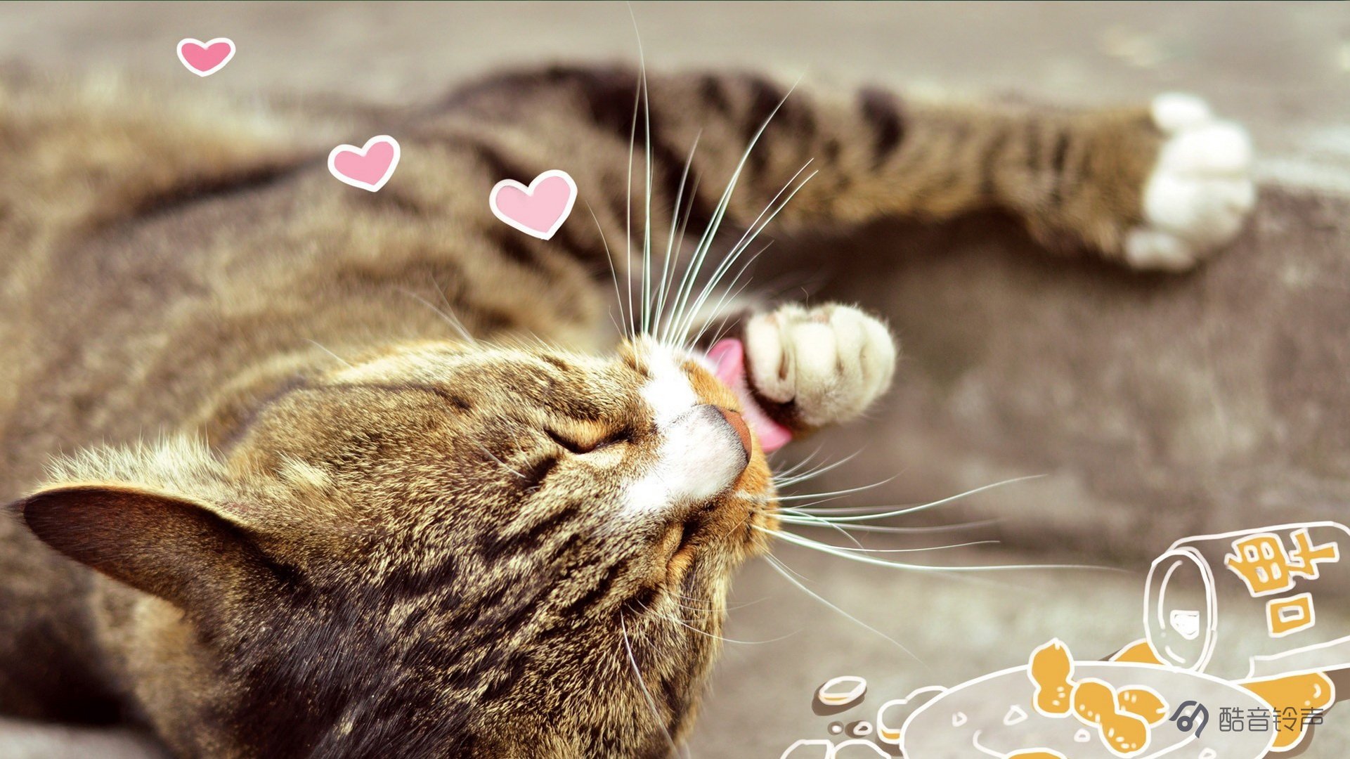 喵星人,萌宠,宠物,猫