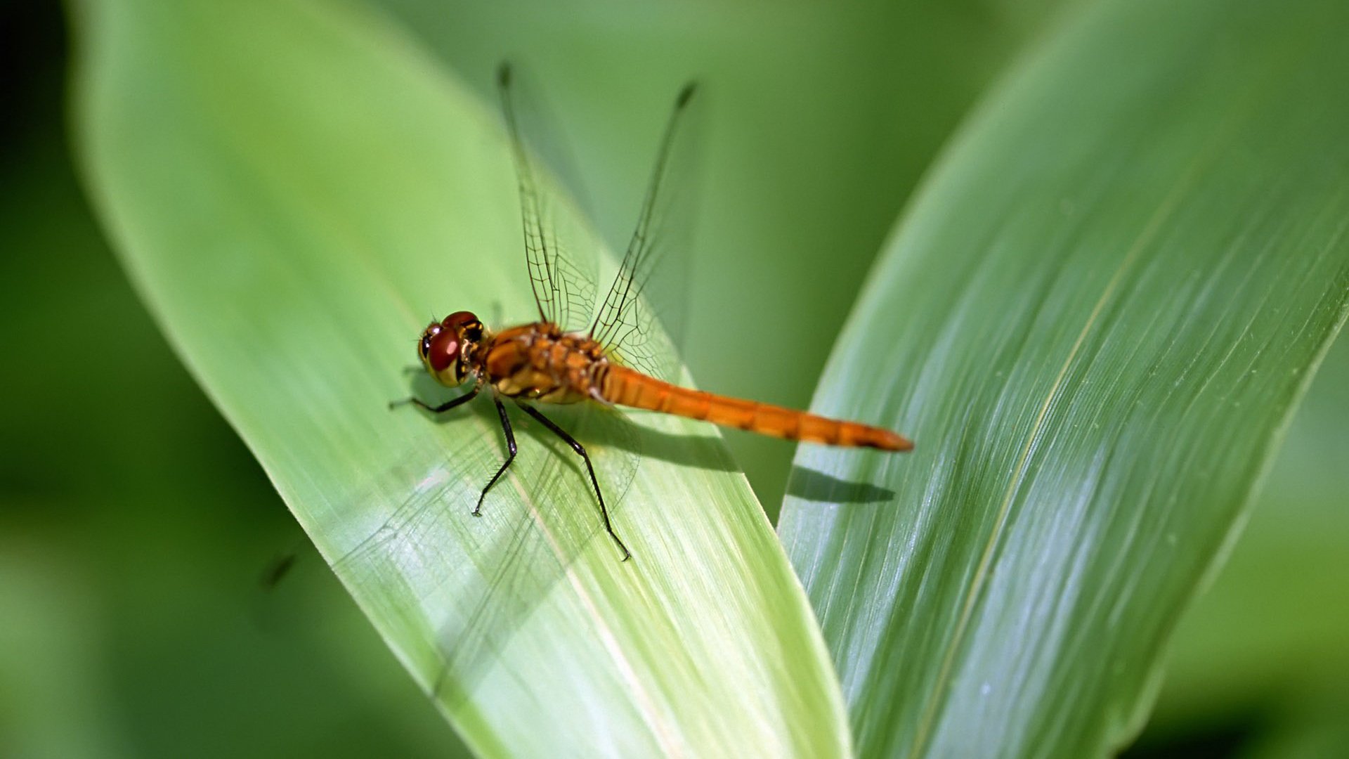小清新,温暖,干净,安静,唯美,静物,物语,时光,清新淡雅,宁静安详