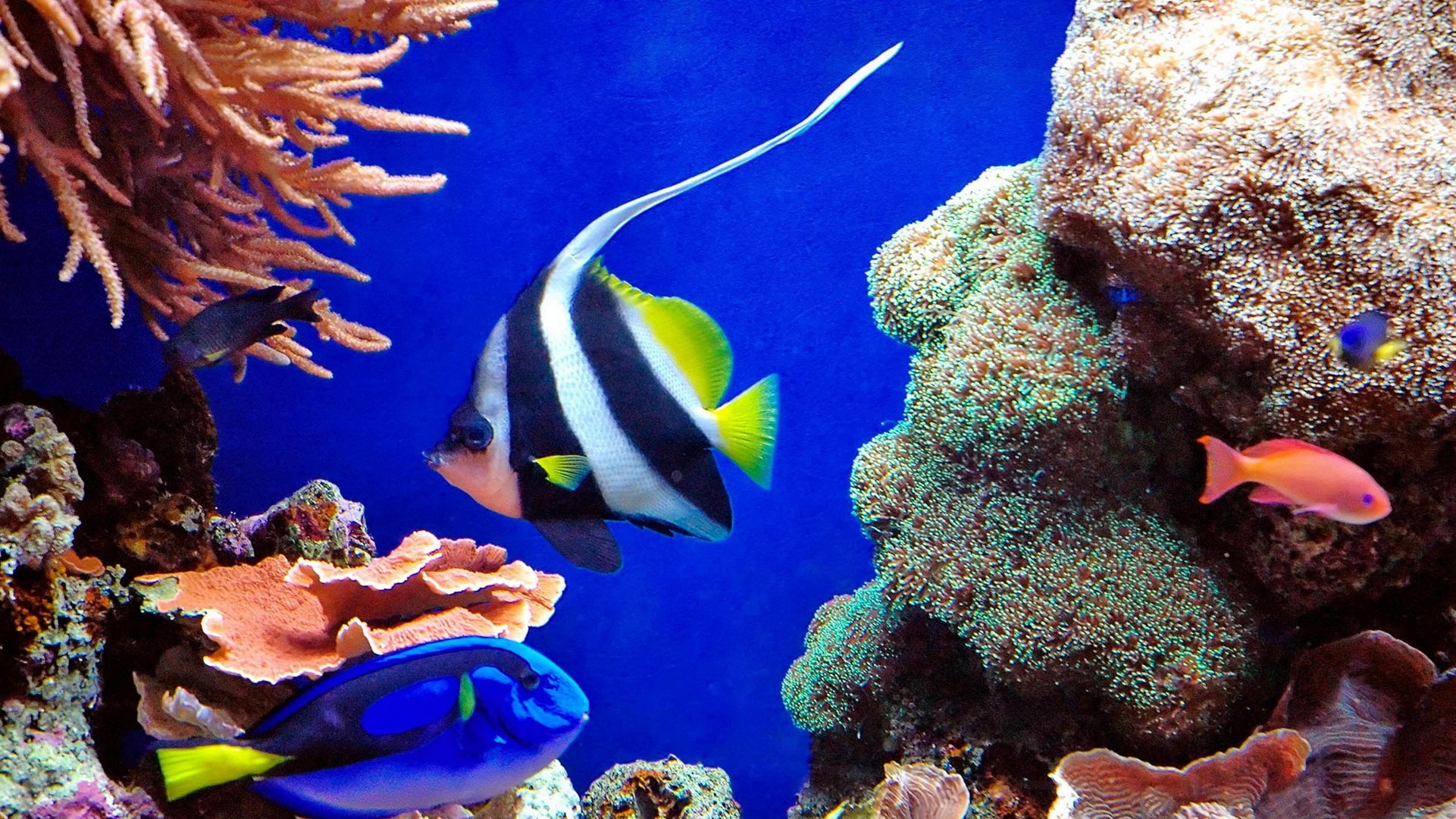 动物,海底世界,海洋生物