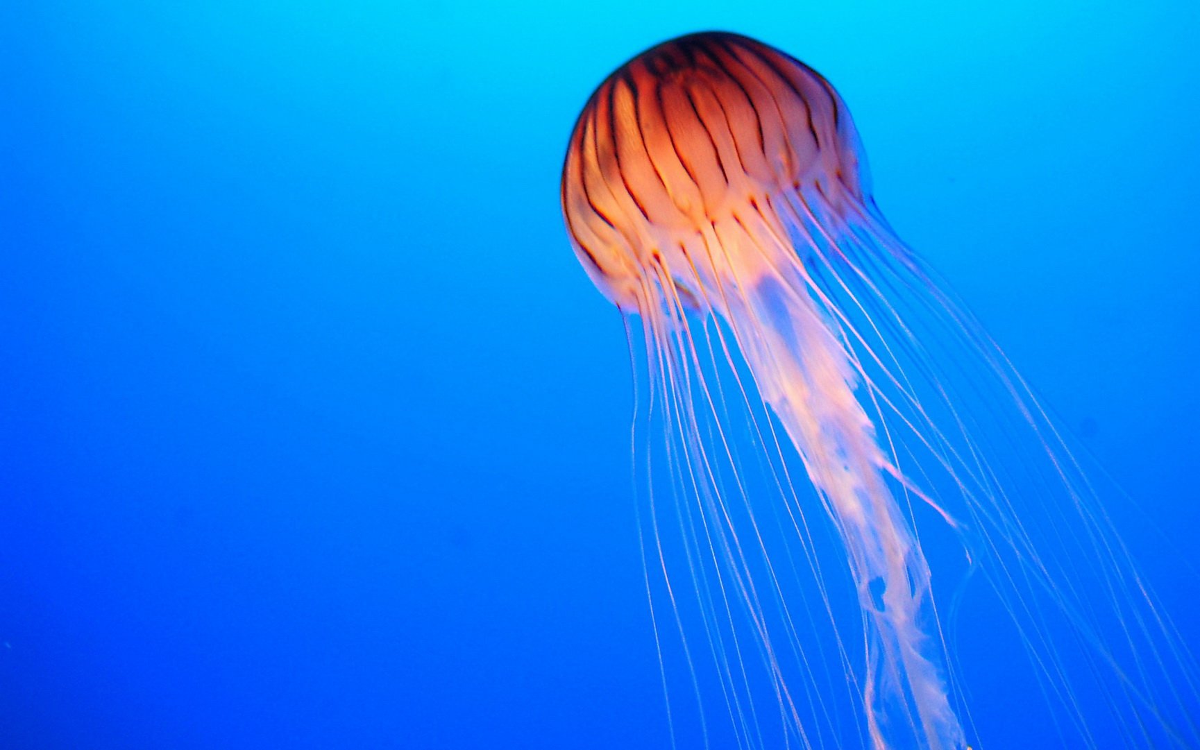 动物,海底世界,海洋生物