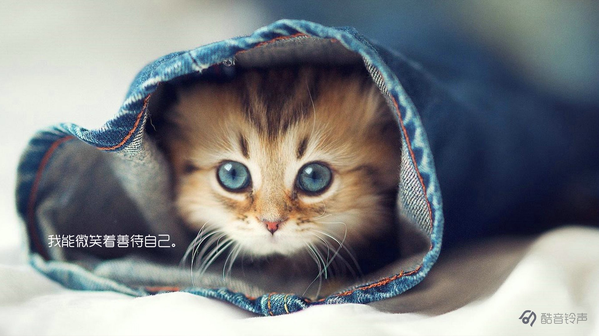 喵星人,萌宠,宠物,猫