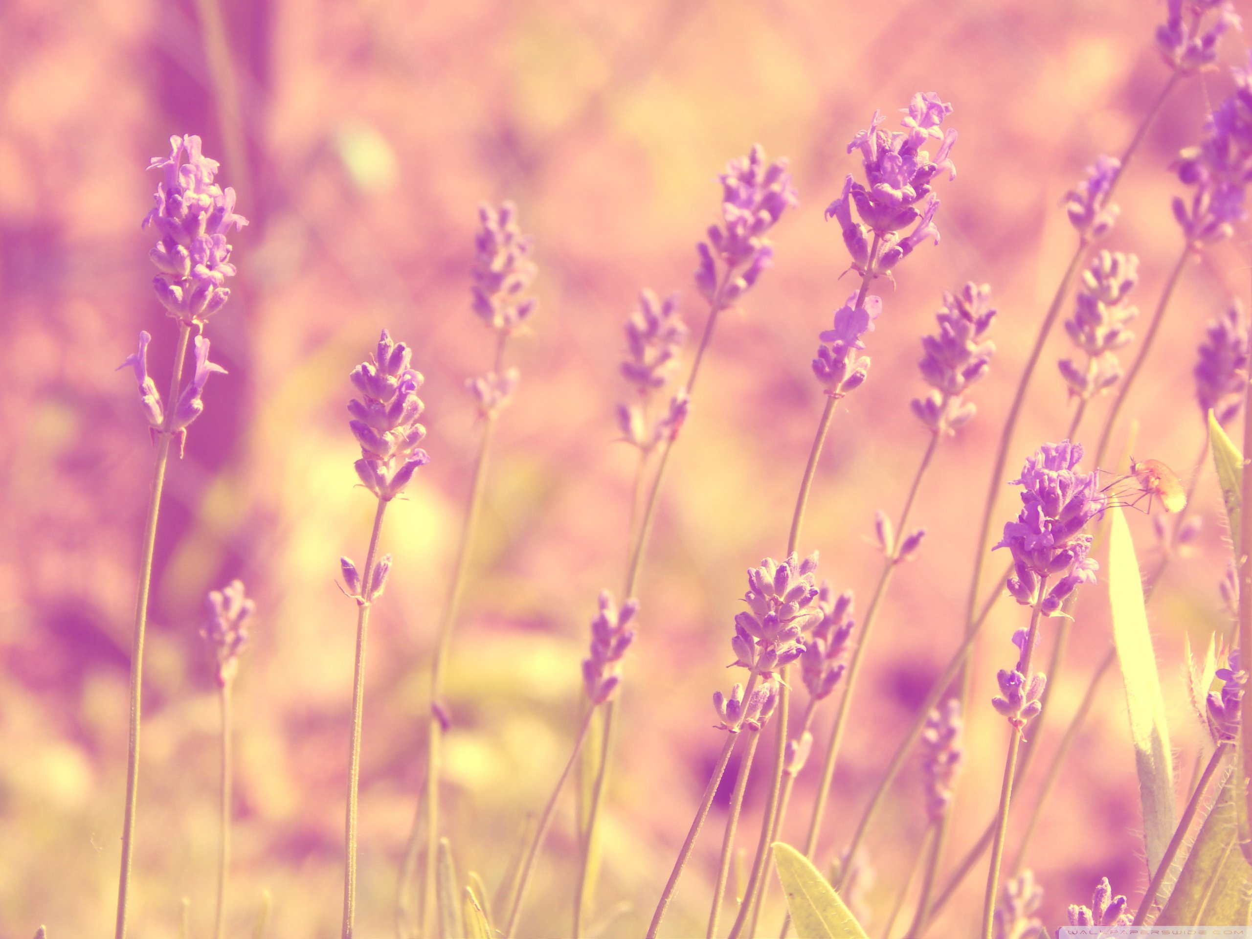 小清新,温暖,干净,安静,唯美,静物,物语,时光