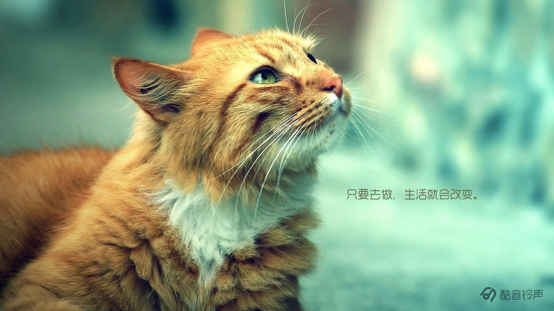 喵星人,萌宠,宠物,猫