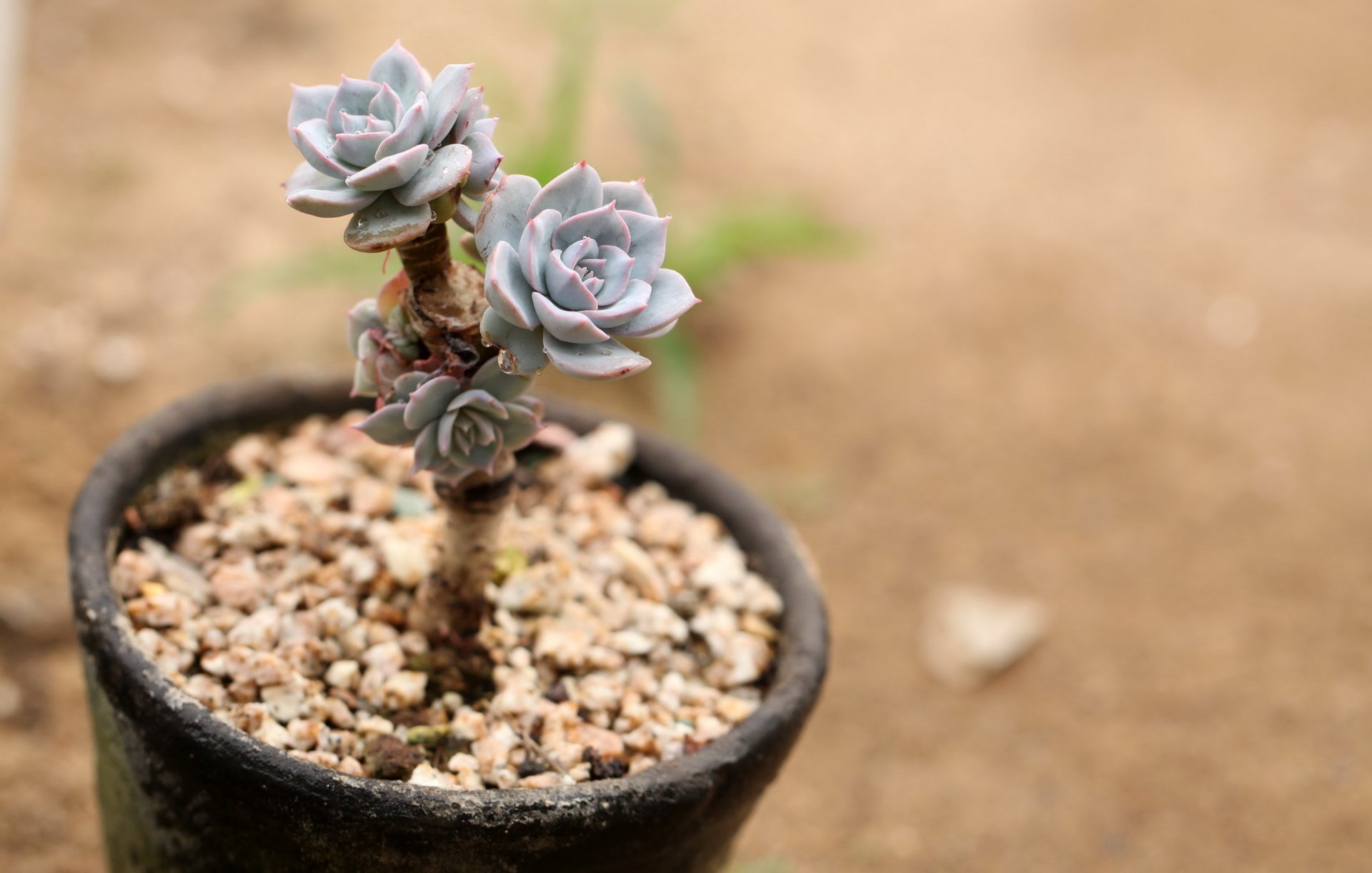 小清新,温暖,干净,安静,唯美,静物,物语,时光,多肉,植物,可爱