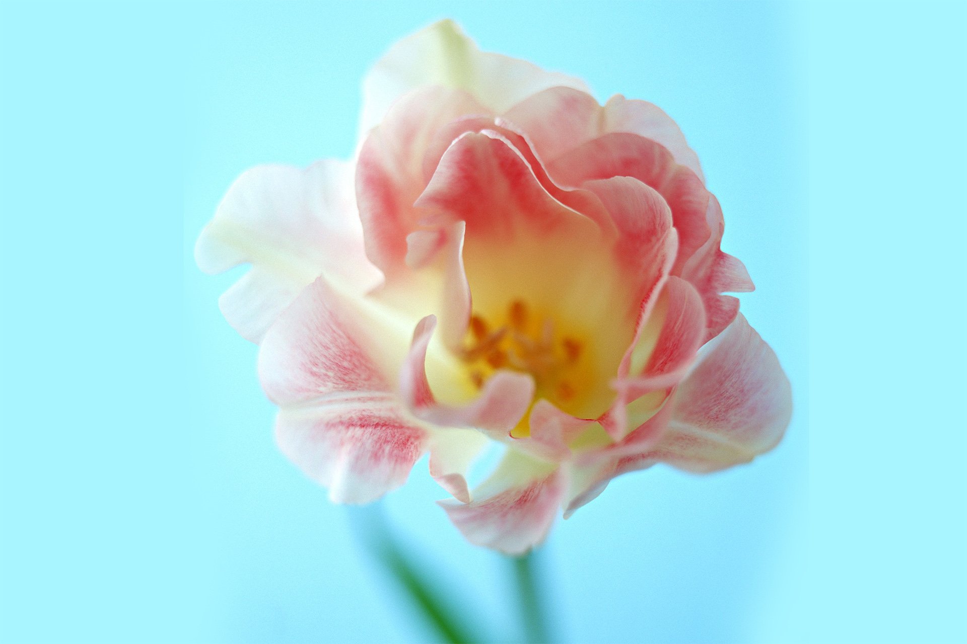 小清新,温暖,干净,安静,唯美,静物,物语,时光,花,清新淡雅,鸟语花香