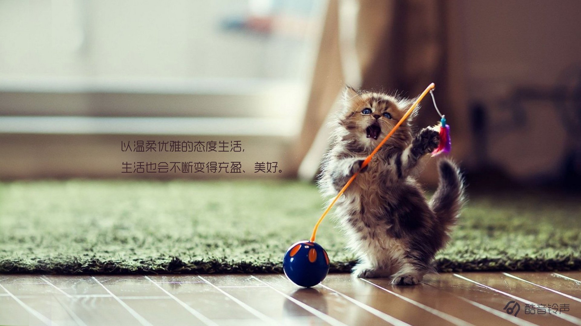 喵星人,萌宠,宠物,猫