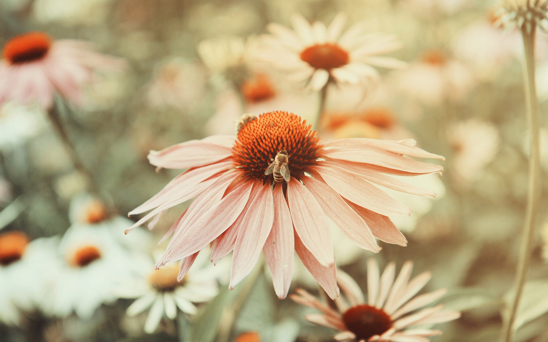 小清新,温暖,干净,安静,唯美,静物,物语,时光,花,清新淡雅,鸟语花香