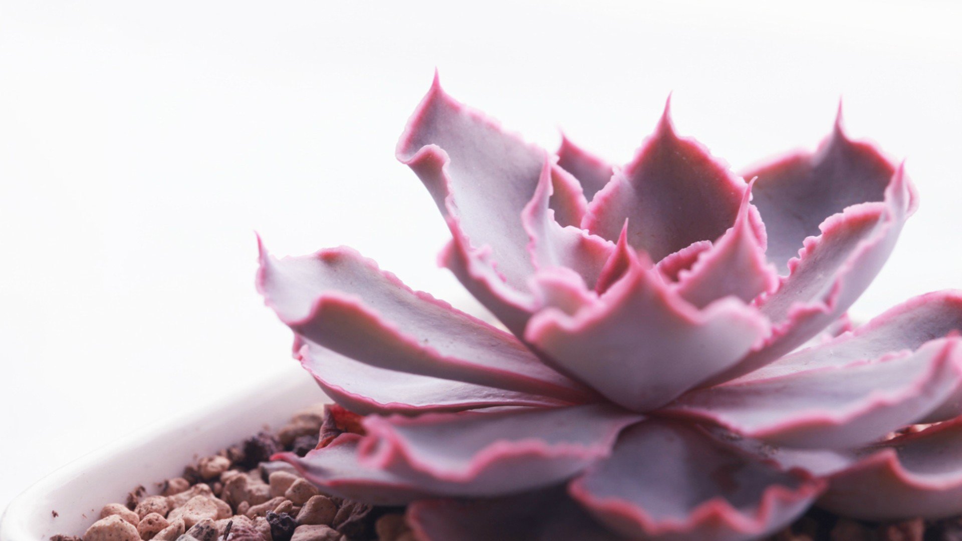 小清新,温暖,干净,安静,唯美,静物,物语,时光,多肉,植物,可爱