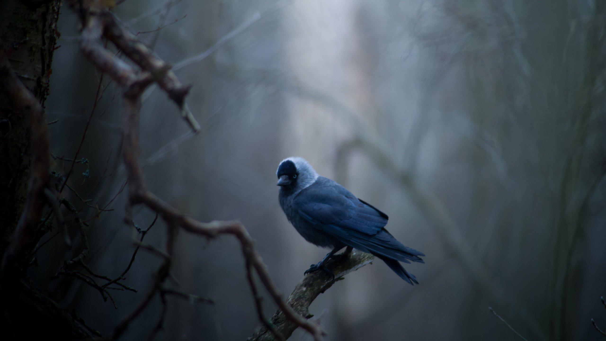 动物,野生动物,鸟