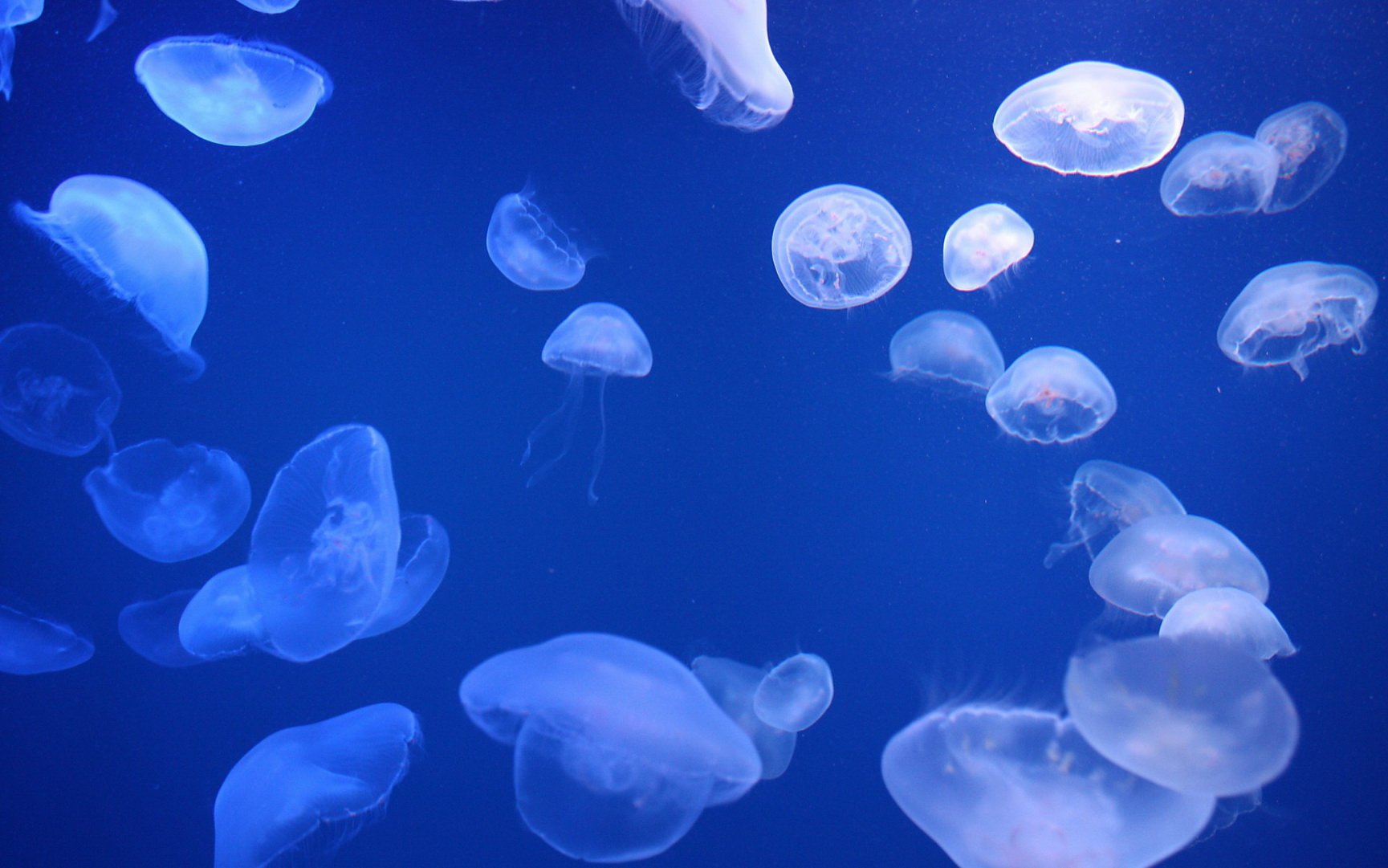 动物,海底世界,海洋生物