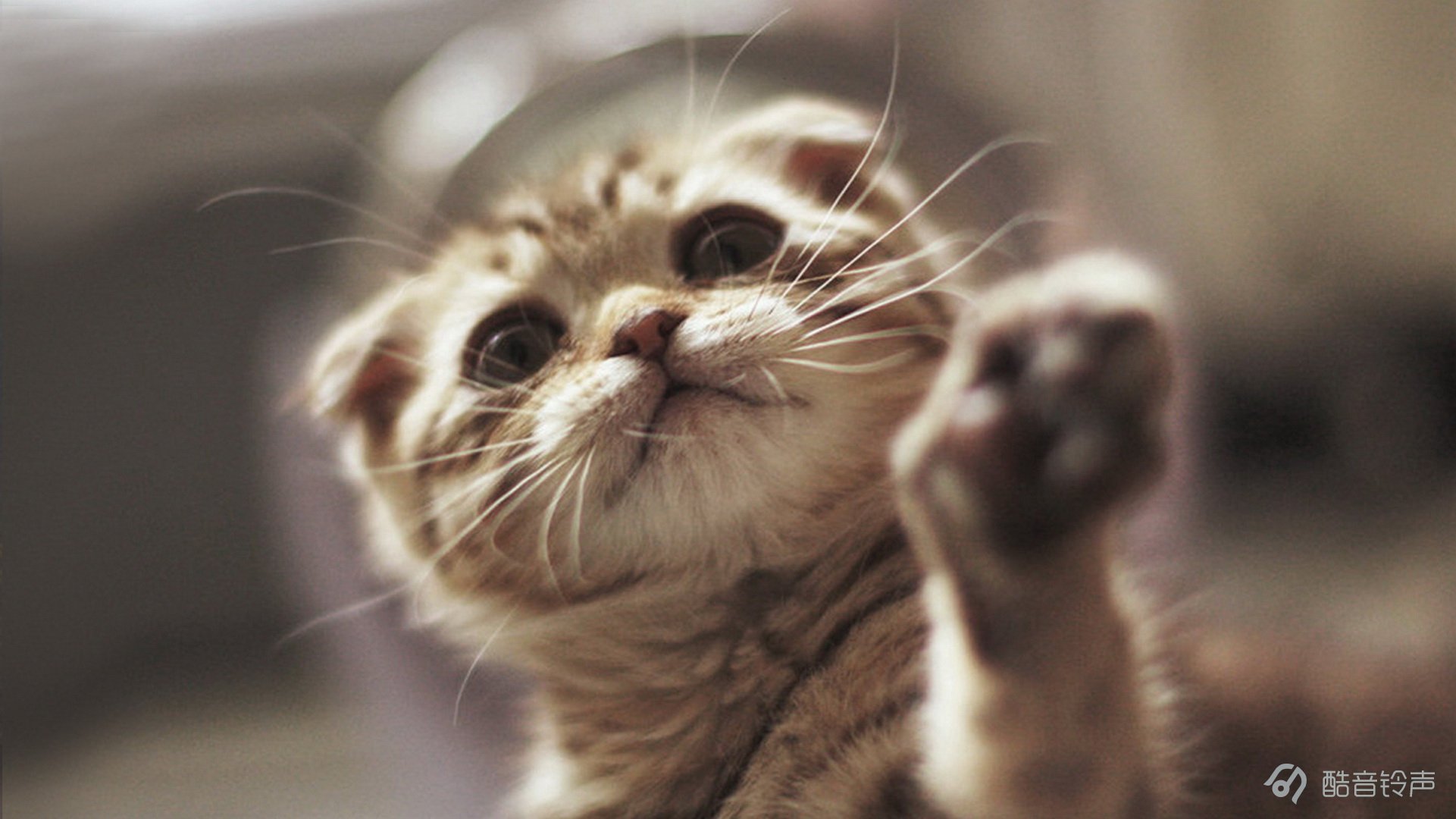 喵星人,萌宠,宠物,猫