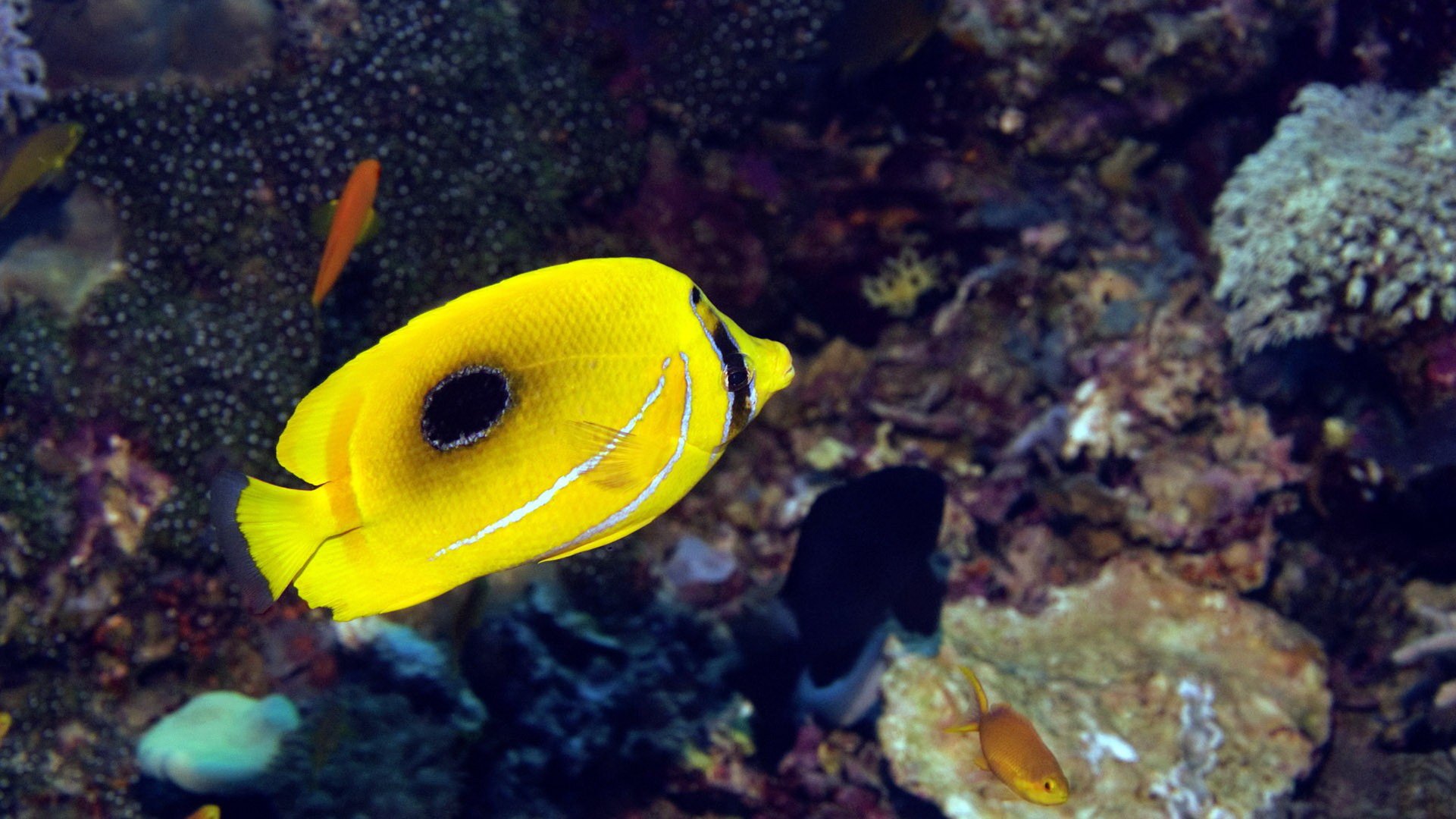 动物,海底世界,海洋生物