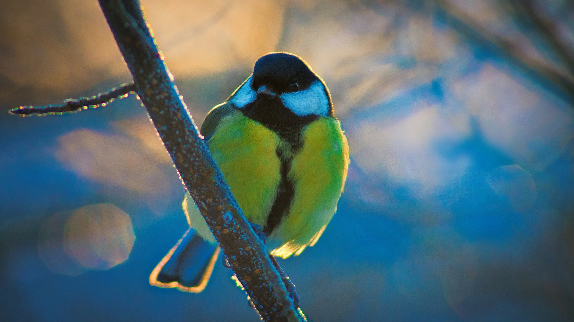 动物,野生动物,鸟