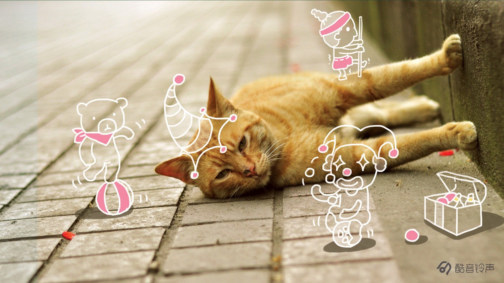 喵星人,萌宠,宠物,猫