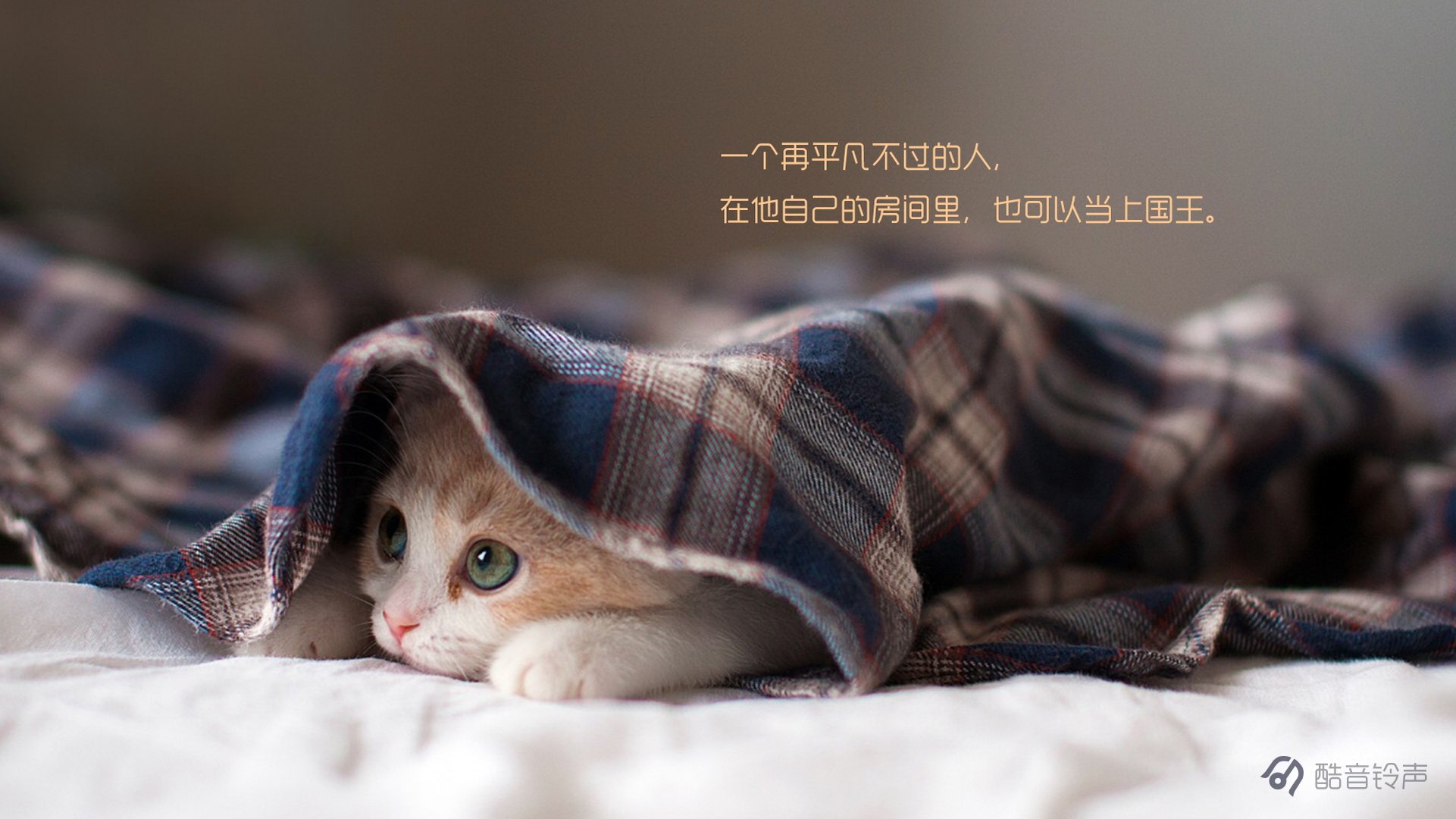 喵星人,萌宠,宠物,猫