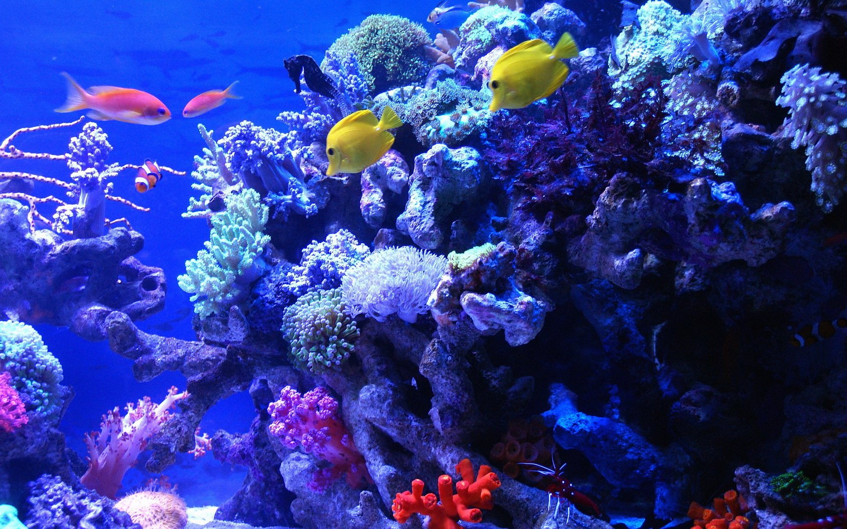 动物,海底世界,海洋生物