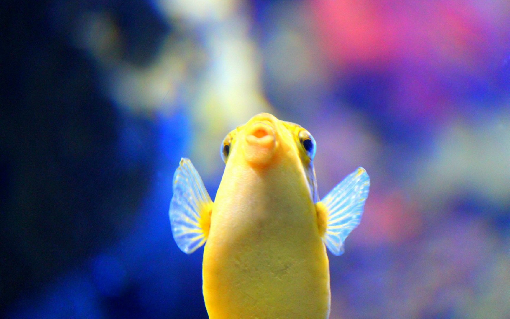 动物,海底世界,海洋生物