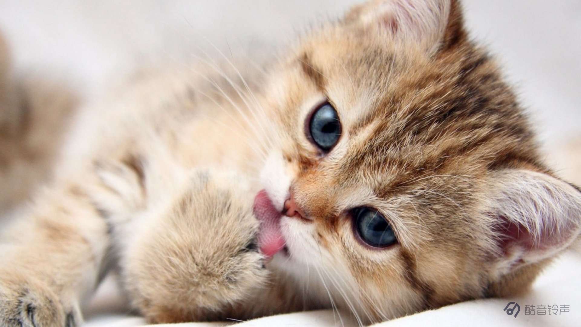 喵星人,萌宠,宠物,猫