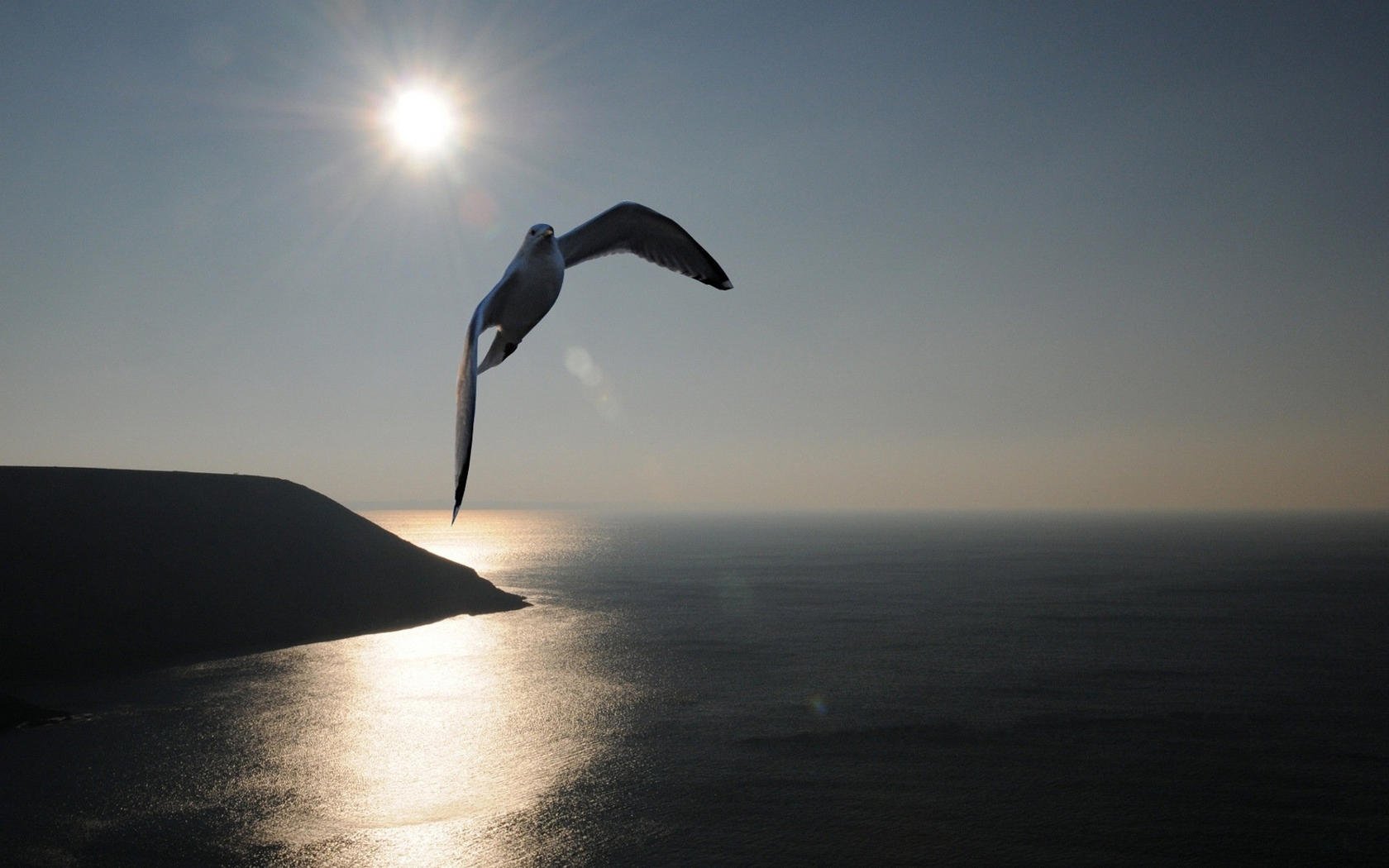 风景,海洋,海鸥,自然