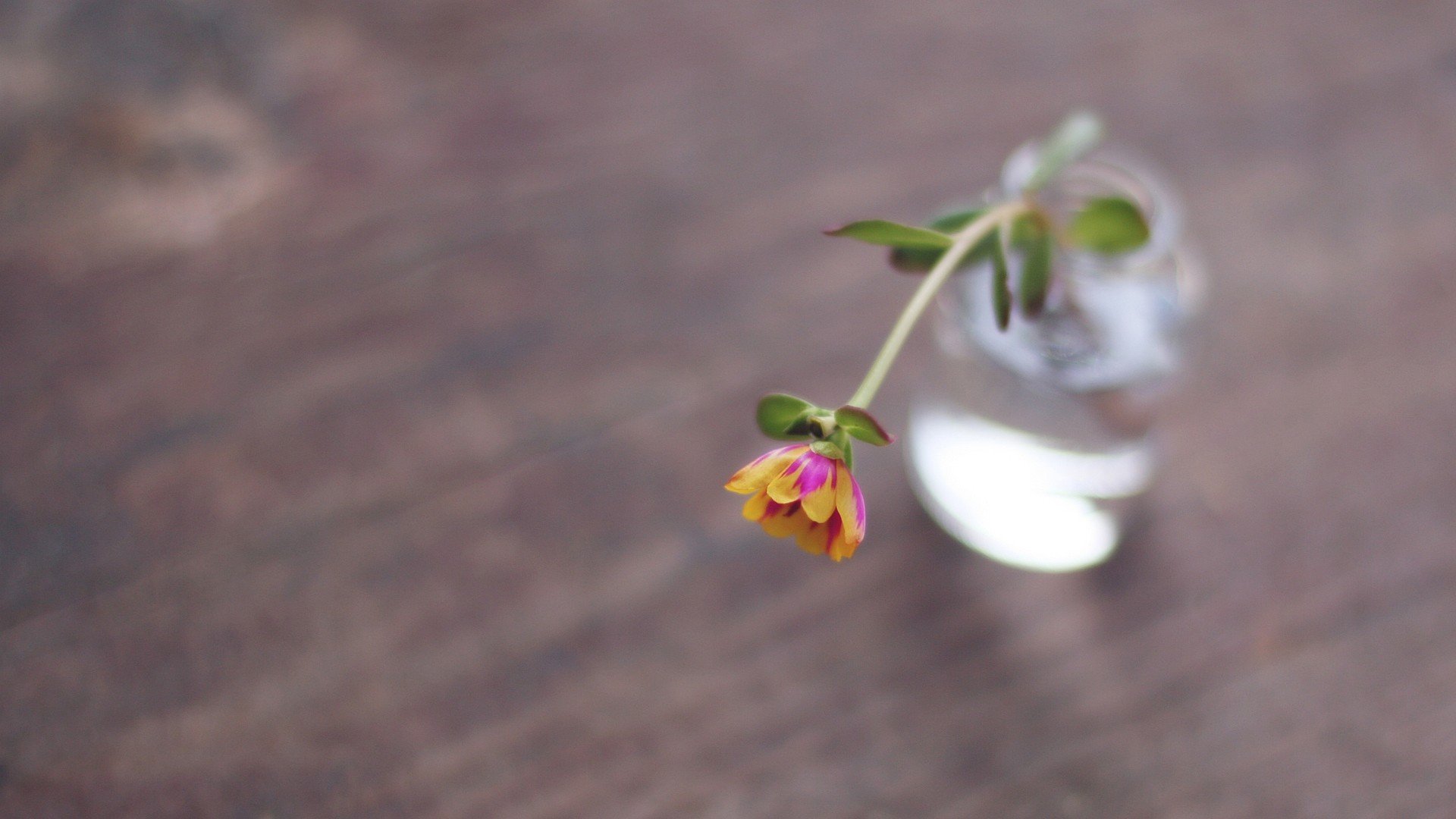 小清新,温暖,干净,安静,唯美,静物,物语,时光,清新淡雅,花朵