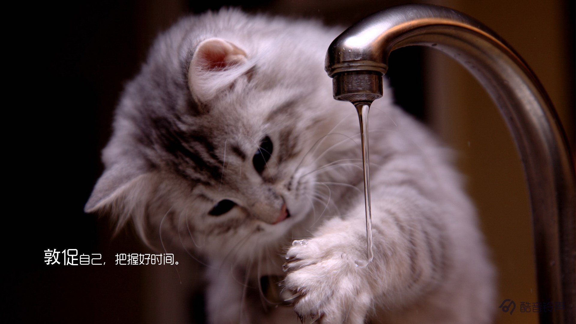 喵星人,萌宠,宠物,猫