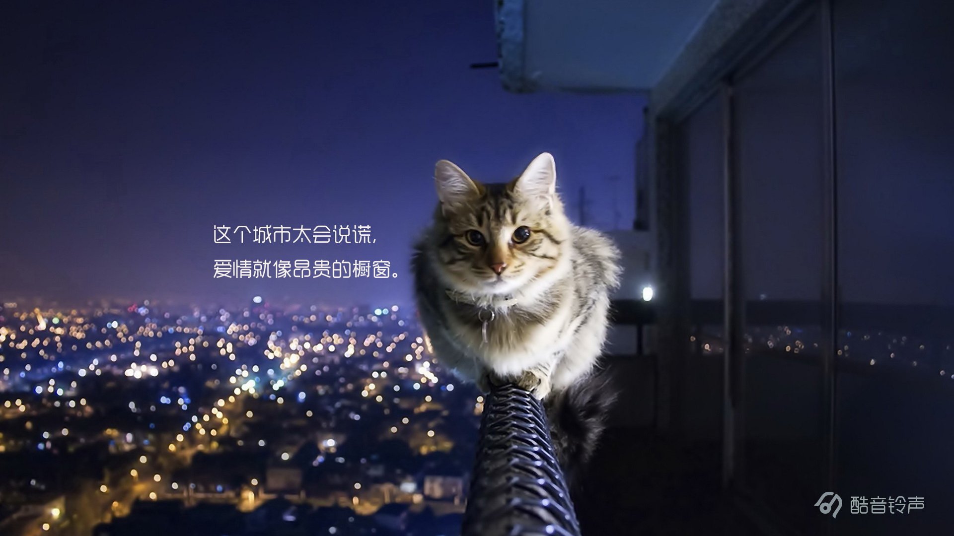 喵星人,萌宠,宠物,猫