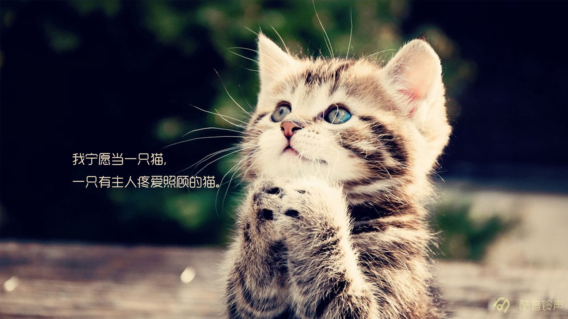 喵星人,萌宠,宠物,猫