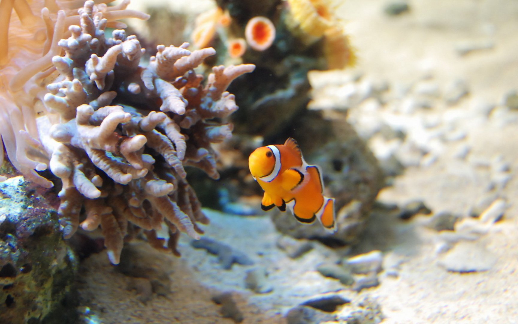 动物,海底世界,海洋生物