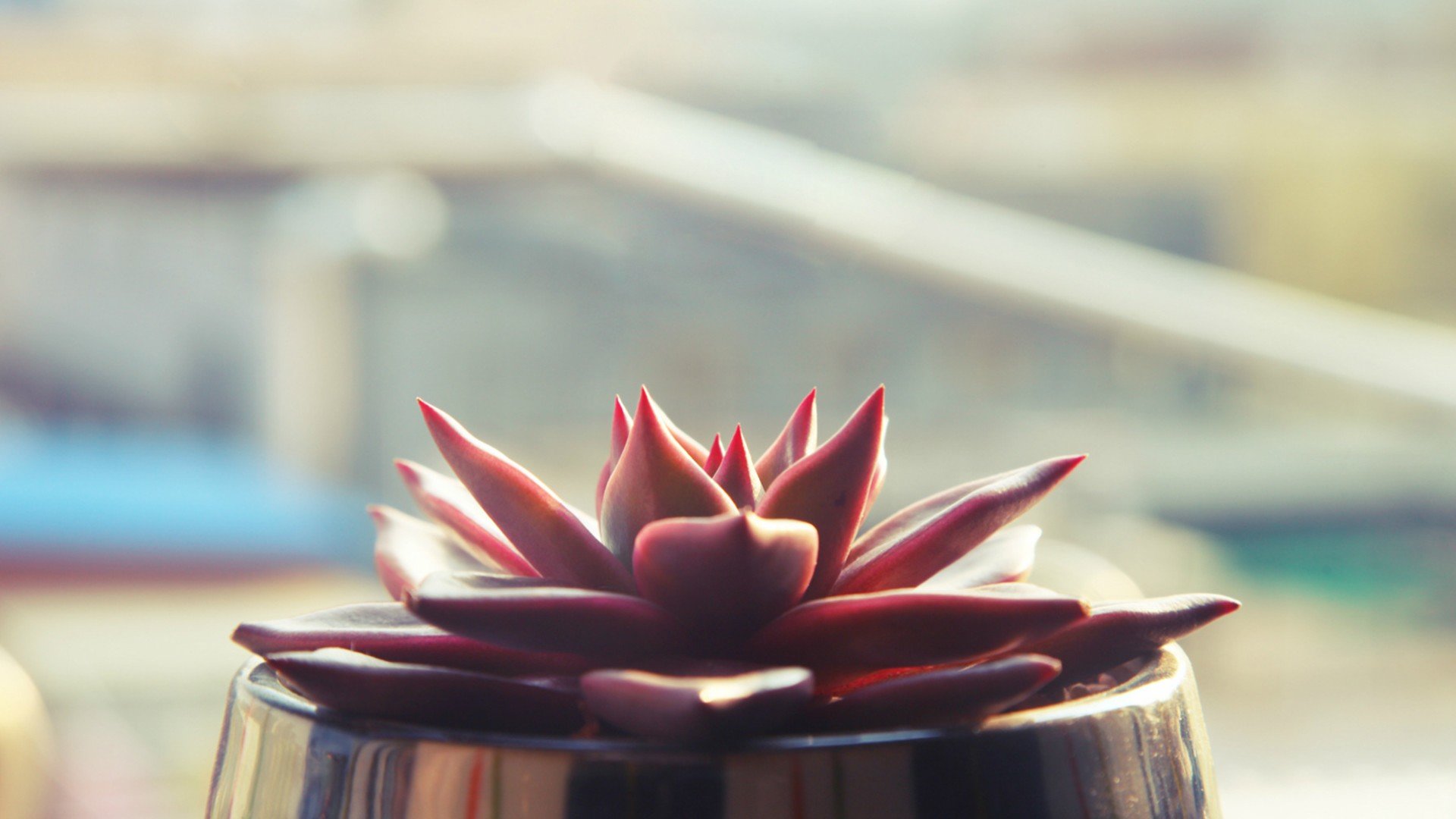 小清新,温暖,干净,安静,唯美,静物,物语,时光,多肉,植物,可爱