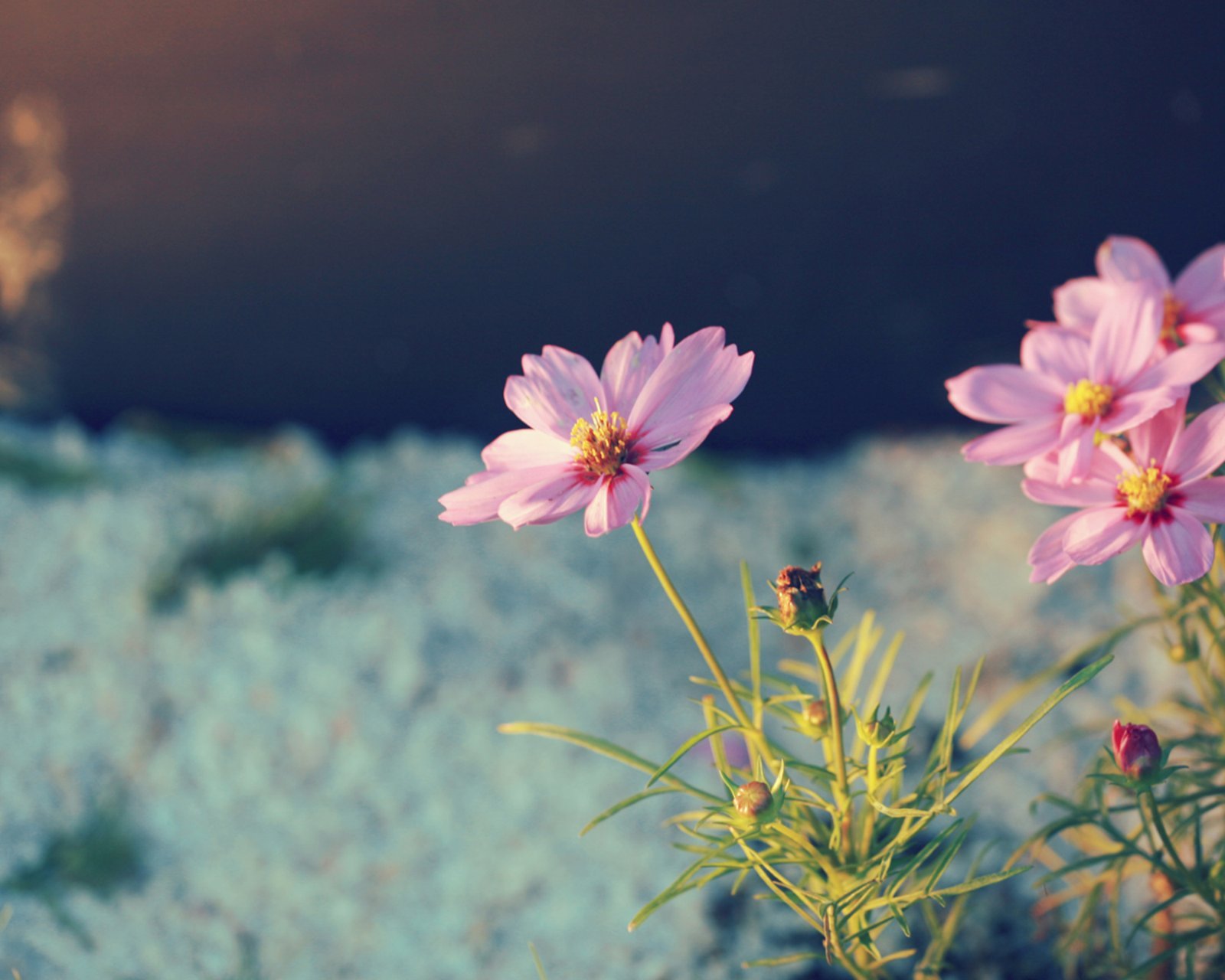 小清新,温暖,干净,安静,唯美,静物,物语,时光,花,清新淡雅,鸟语花香