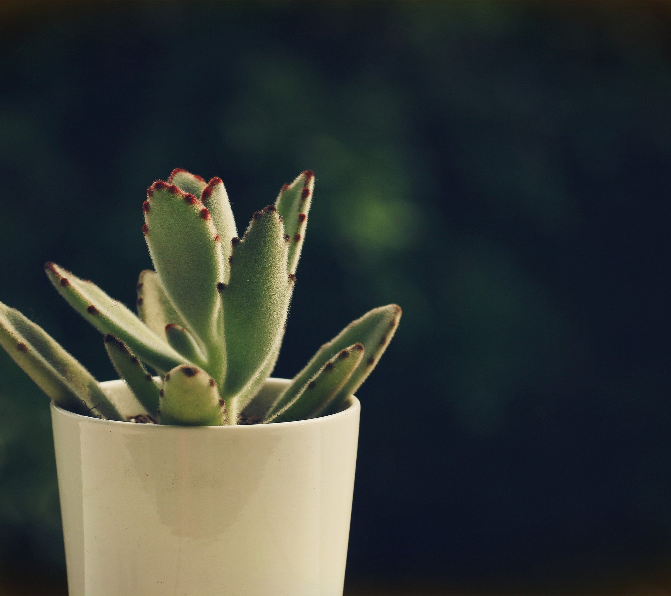 小清新,温暖,干净,安静,唯美,静物,物语,时光,多肉,植物,可爱