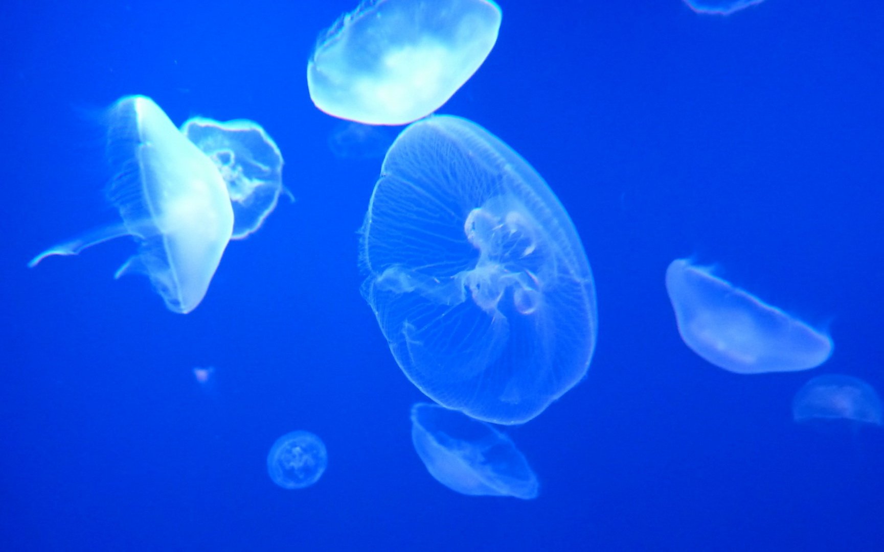 动物,海底世界,海洋生物