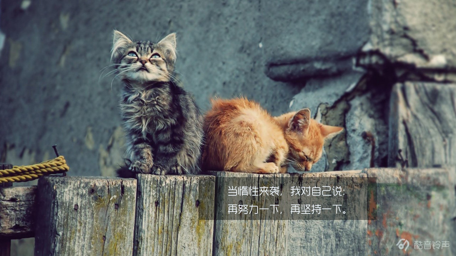 喵星人,萌宠,宠物,猫