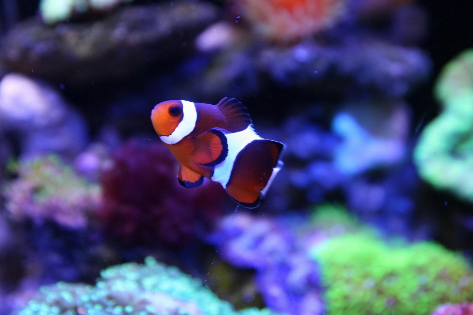 动物,海底世界,海洋生物