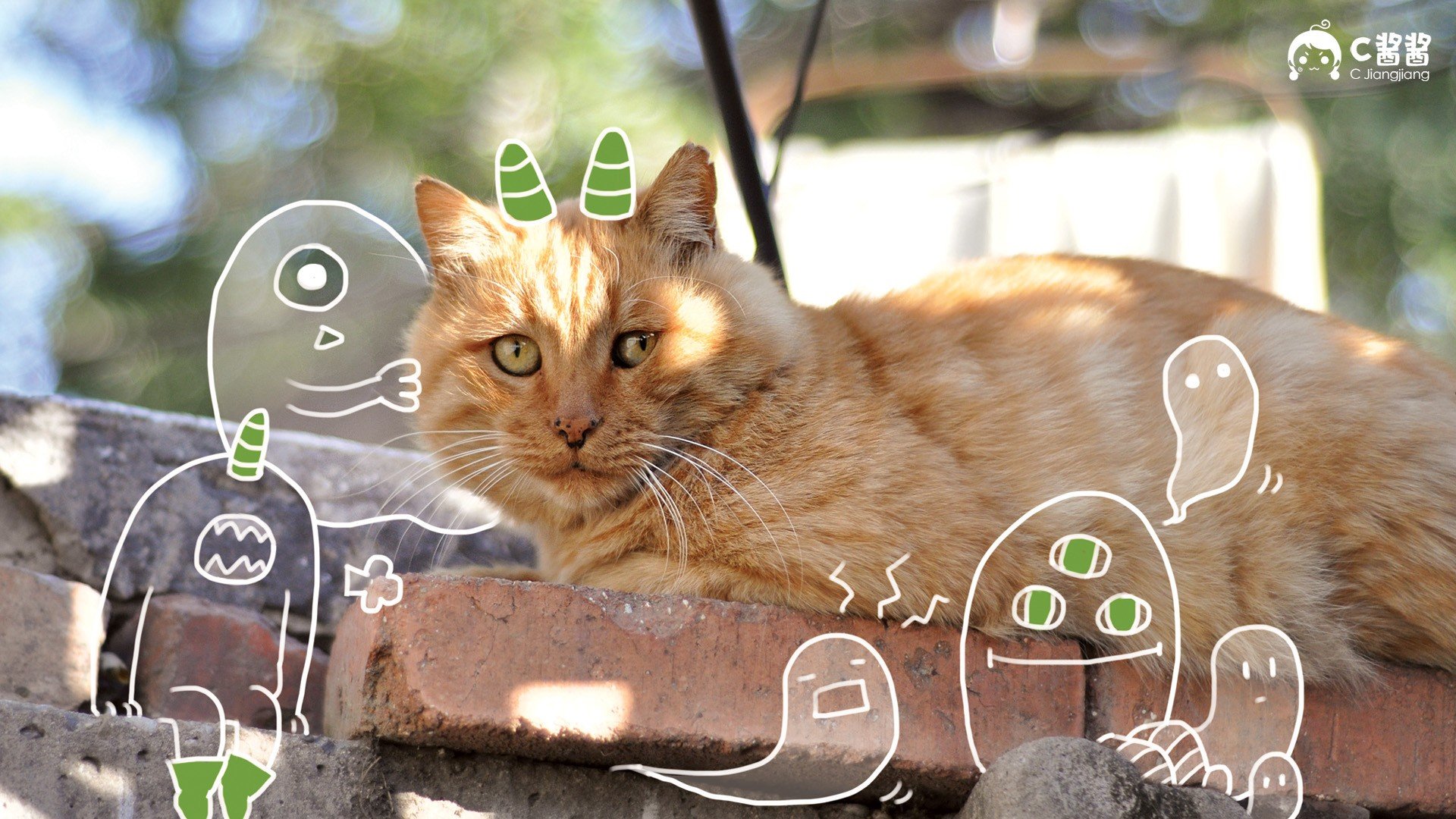 萌宠,猫,喵星人,C酱酱