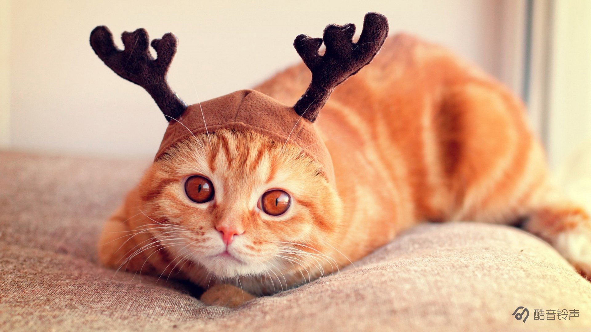 喵星人,萌宠,宠物,猫