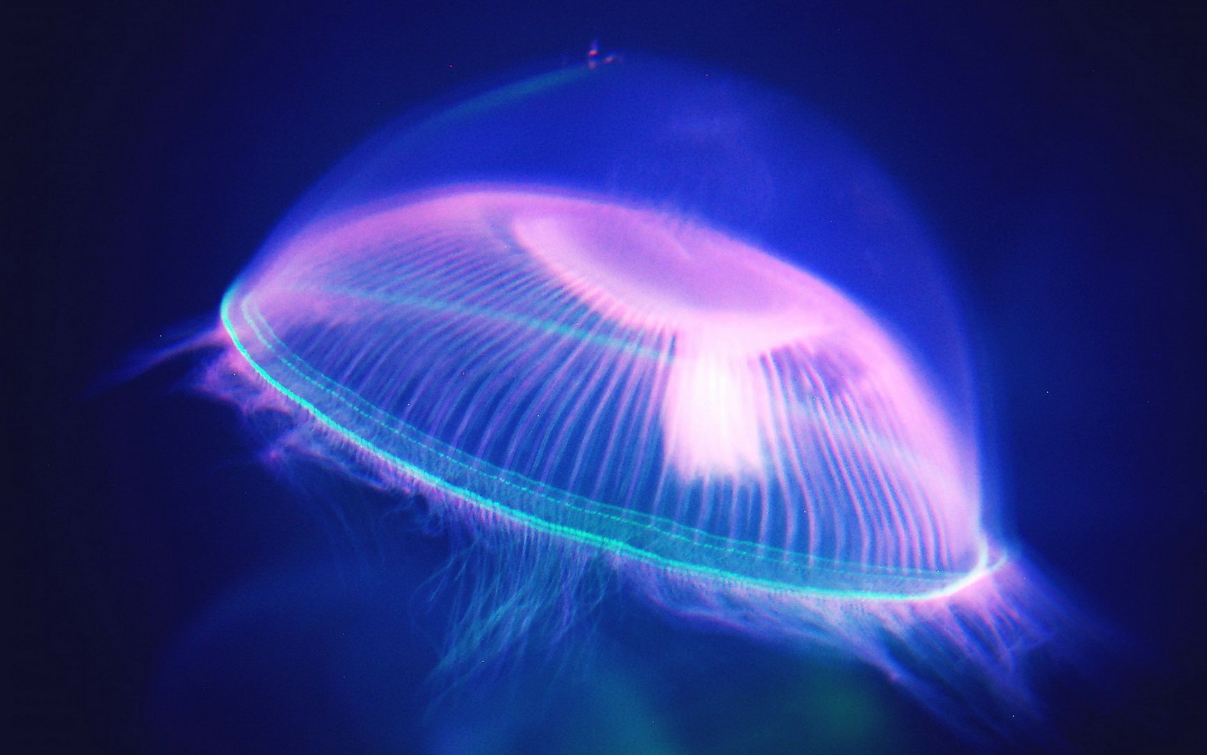 动物,海底世界,海洋生物