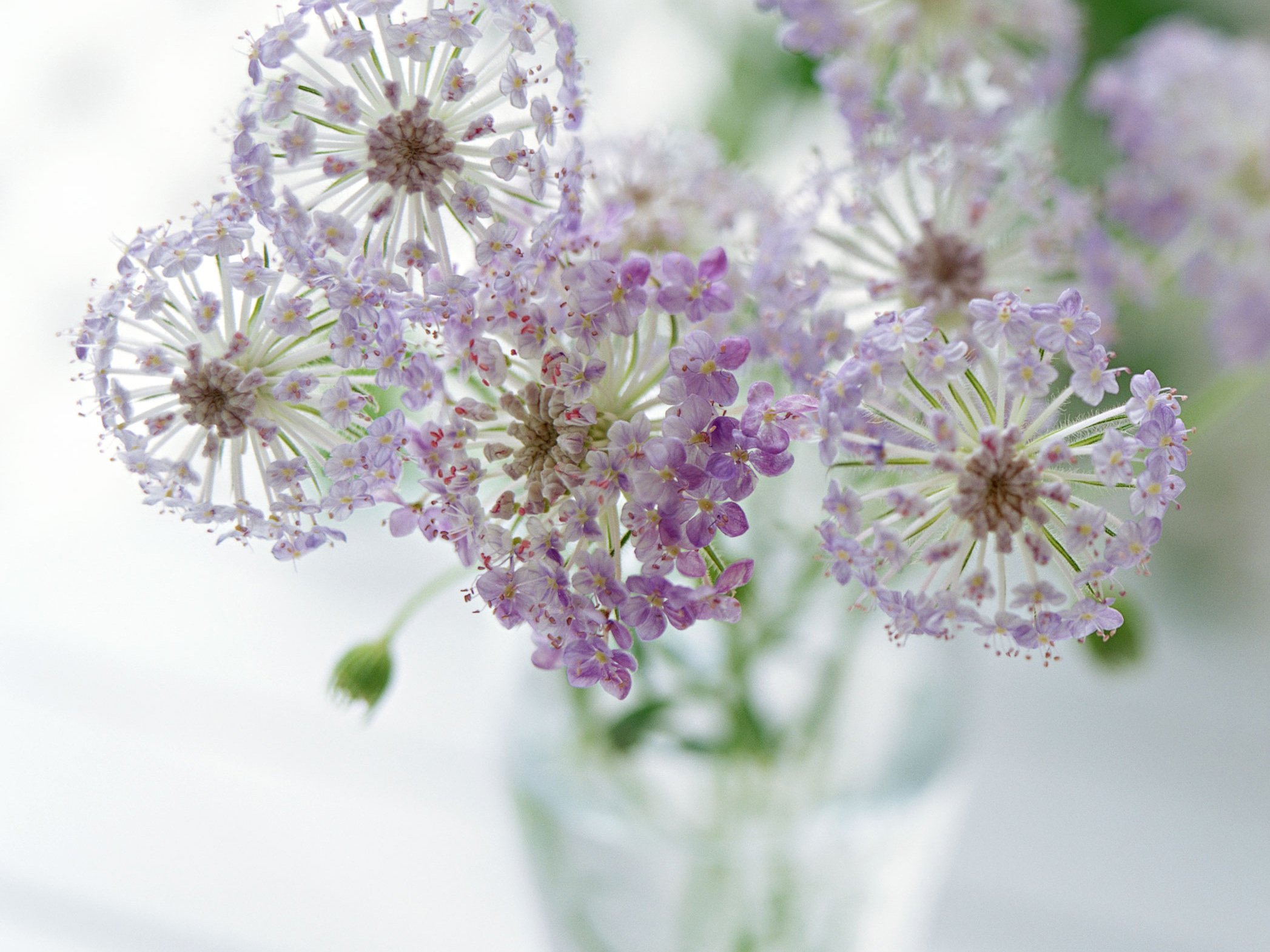 小清新,温暖,干净,安静,唯美,静物,物语,时光,清新淡雅,花朵